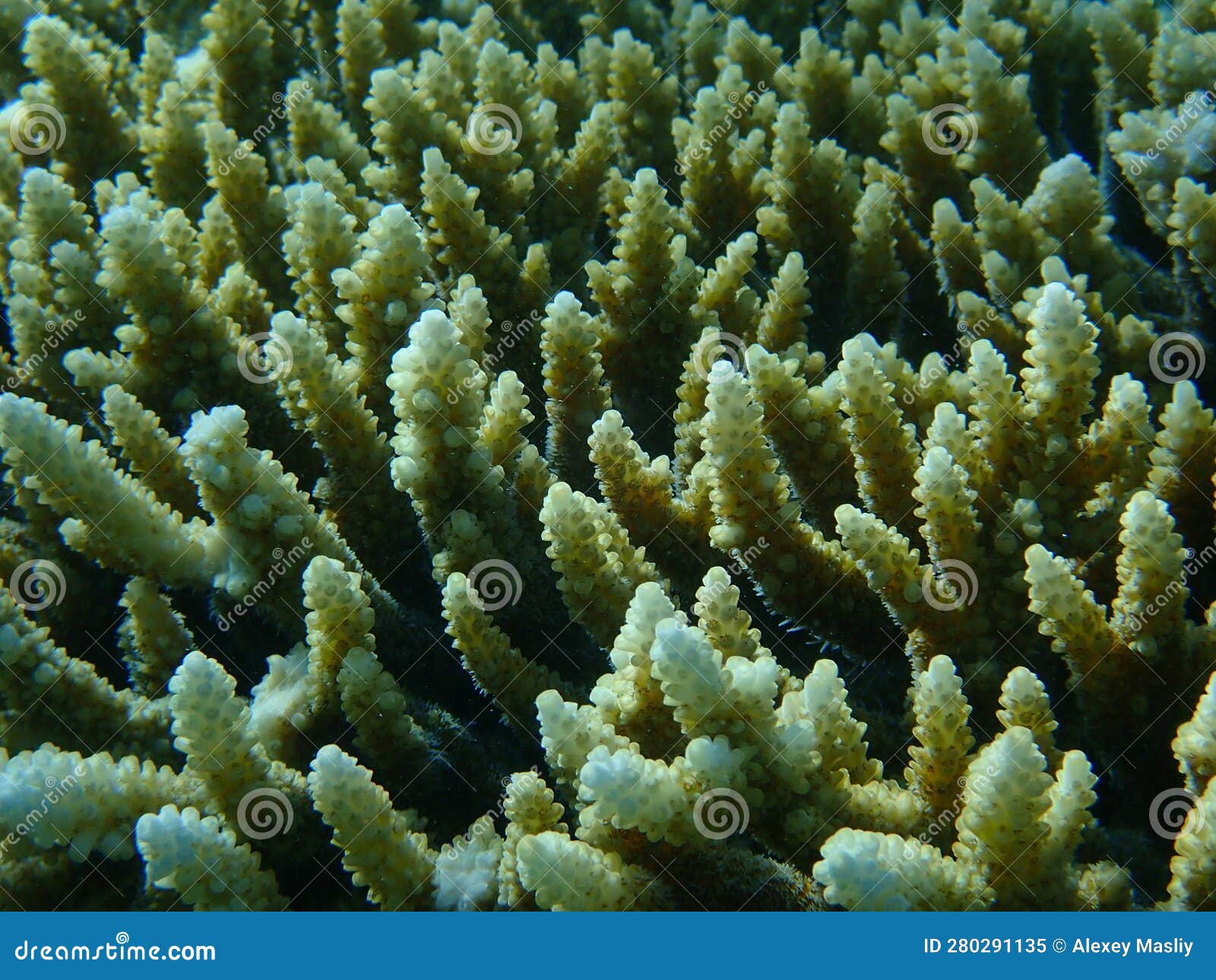 Hyacinth Tabling Coral or Hyacinth Table Coral (Acropora Hyacinthus ...