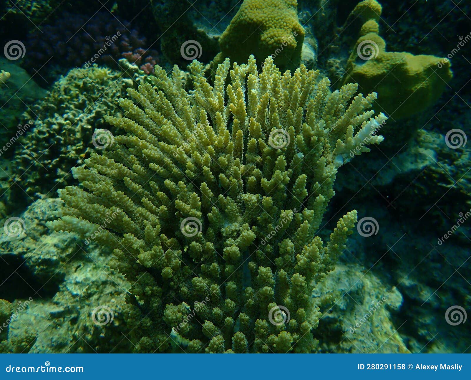 Hyacinth Tabling Coral or Hyacinth Table Coral (Acropora Hyacinthus ...