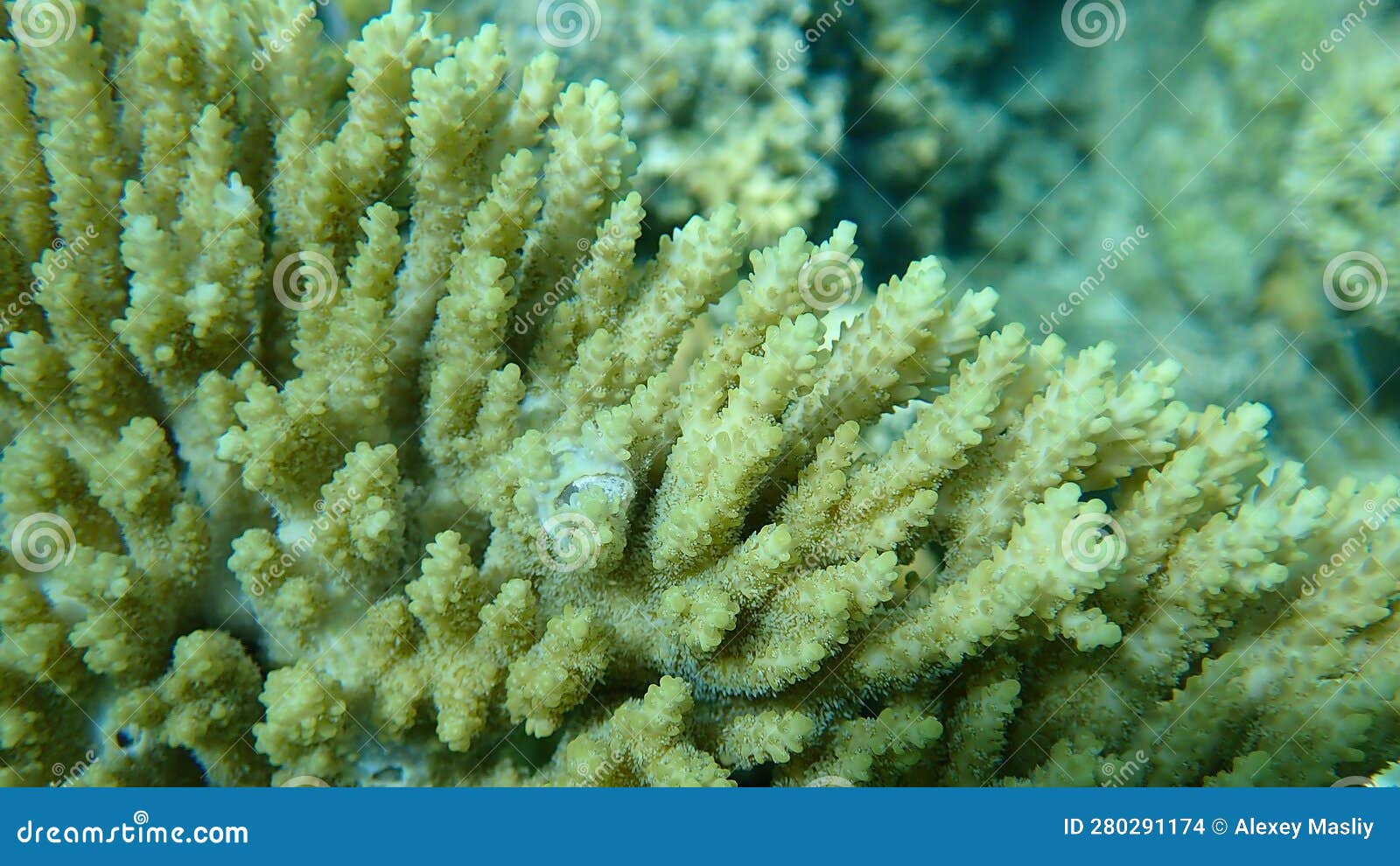 Hyacinth Tabling Coral or Hyacinth Table Coral (Acropora Hyacinthus ...