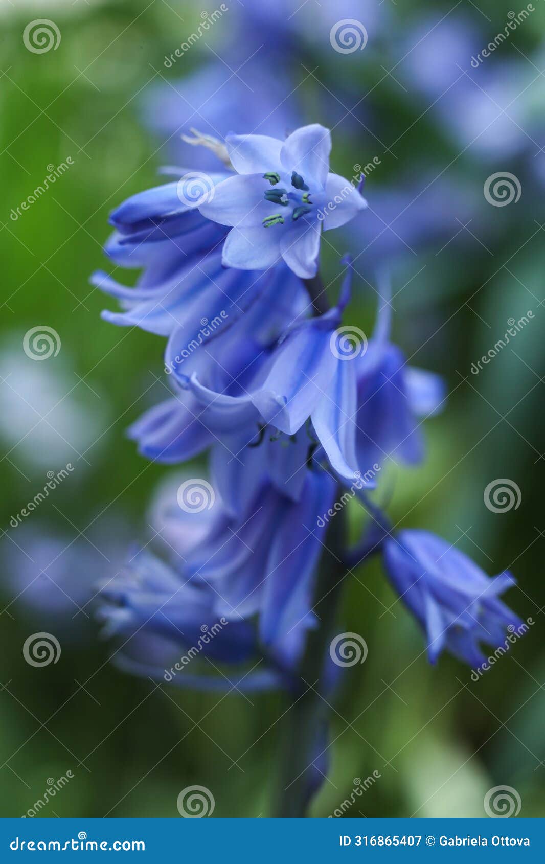 hyacinthoides hispanica, the spanish bluebell or wood hyacinth flower in the spring garden