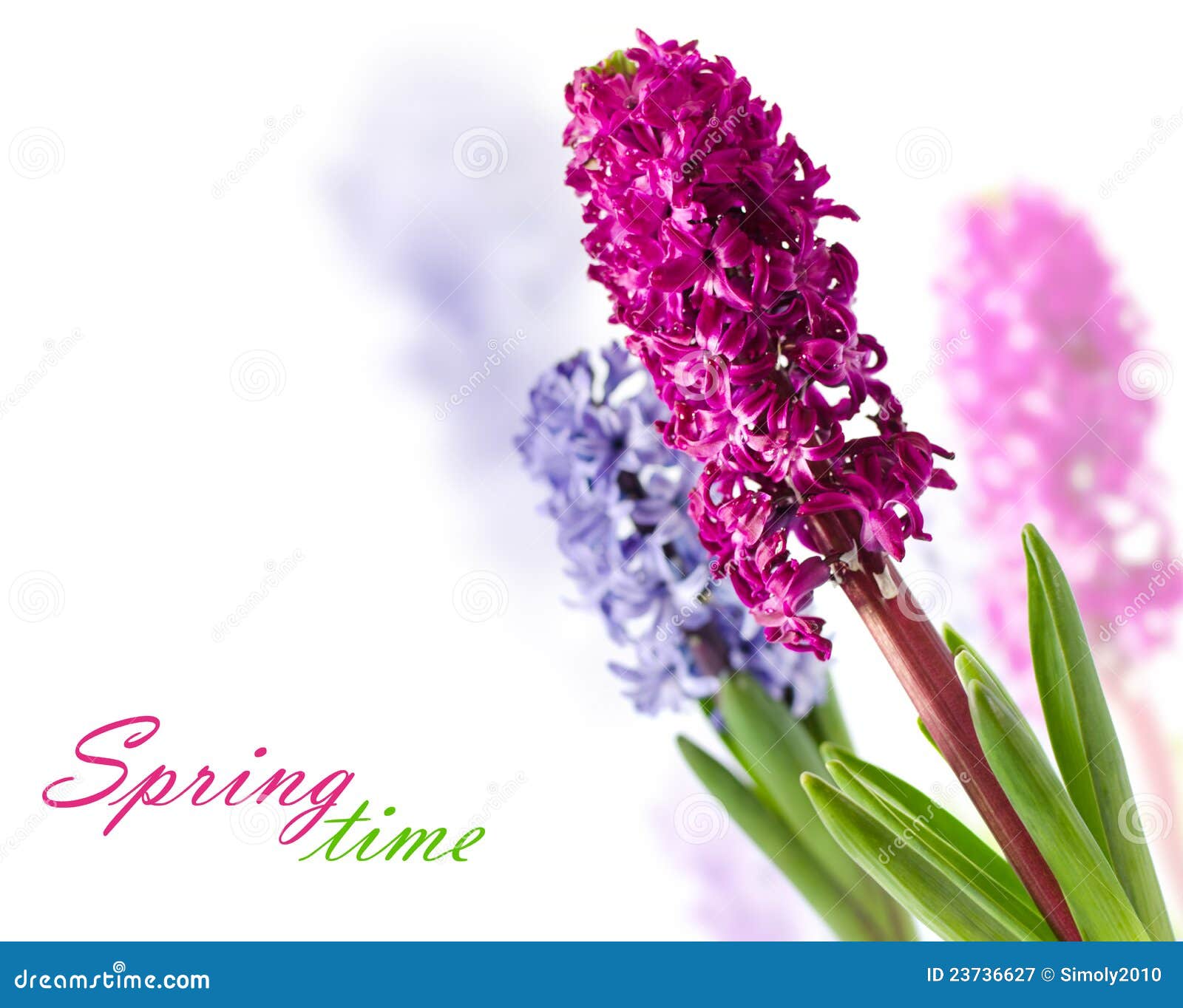 Hyacinths stock image. Image of hyacinth, green, plant 23736627
