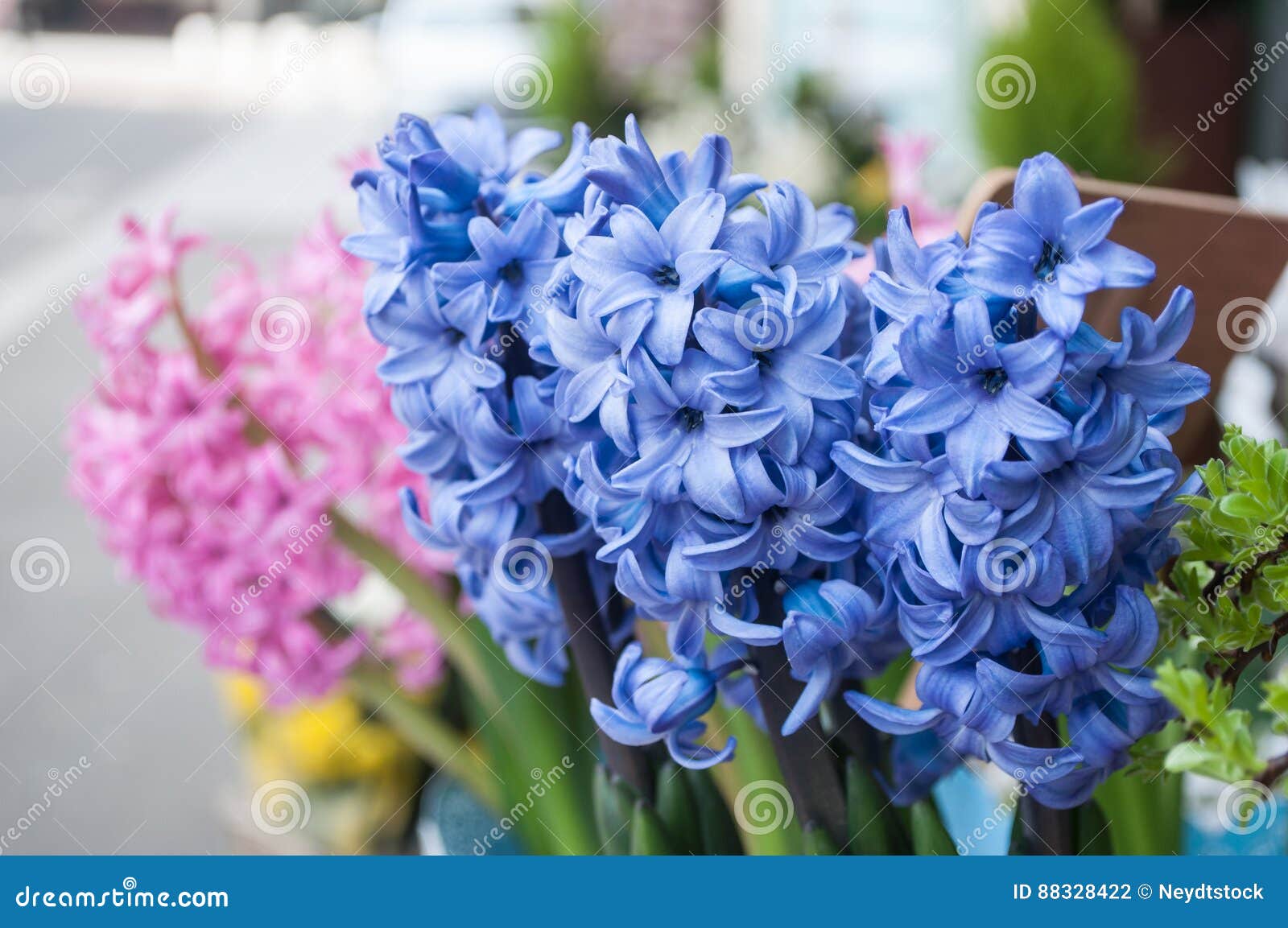 Hyacinths Bouquet at Florist Stock Photo Image of green, bloom 88328422