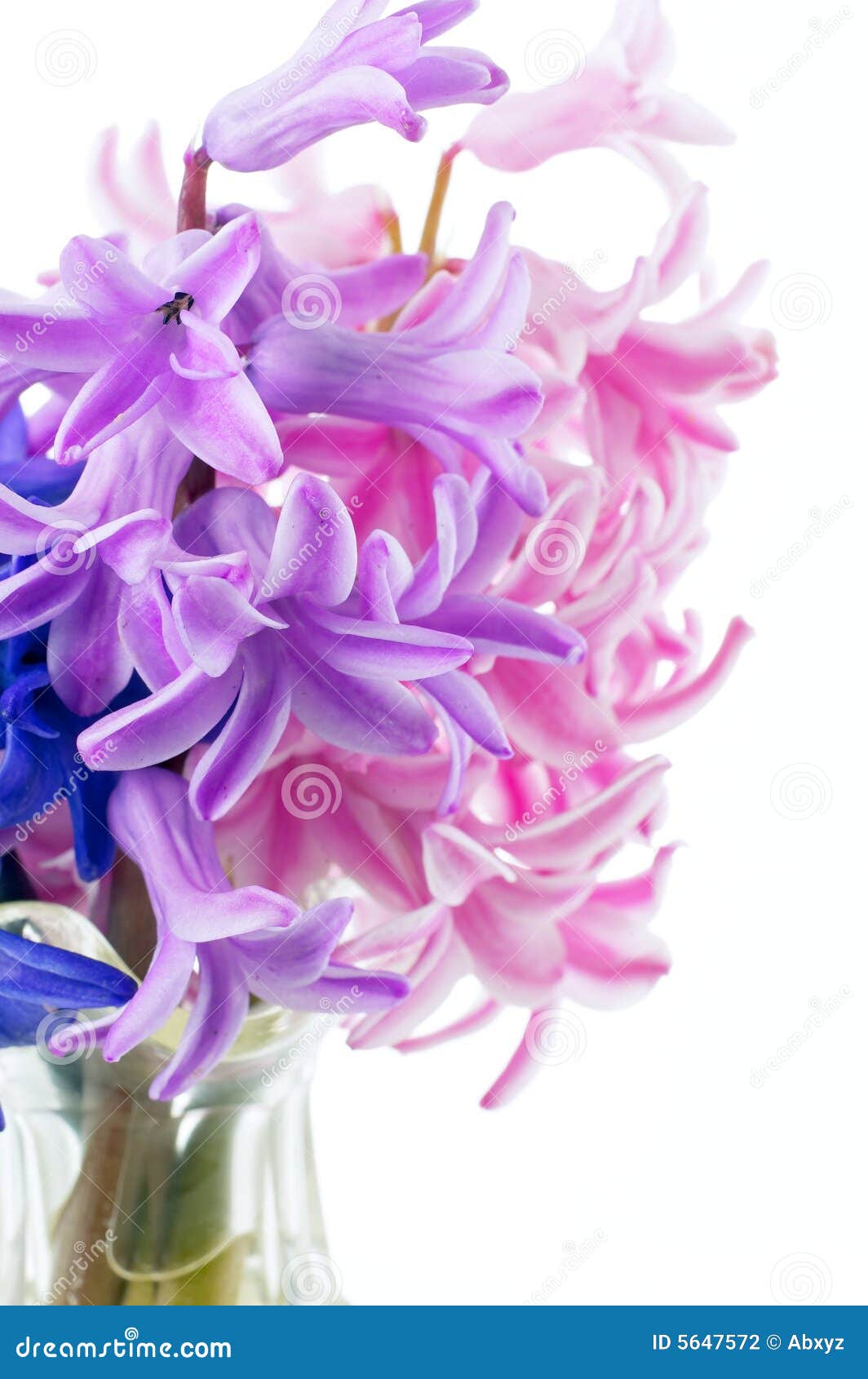 Hyacinths closeup stock photo. Image of beautiful, rose 5647572