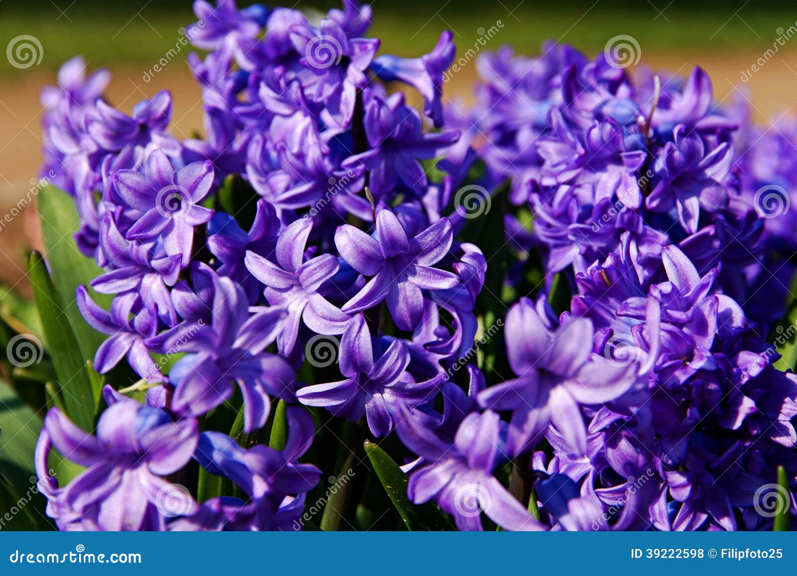 Hyacinths stock photo. Image of stem, petal, season, seasonal 39222598