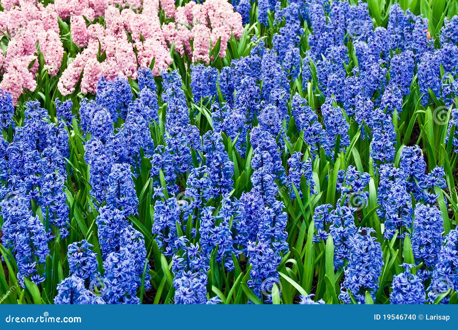 Hyacinths Growing in Field in Holland. Stock Photo Image of hyacinths