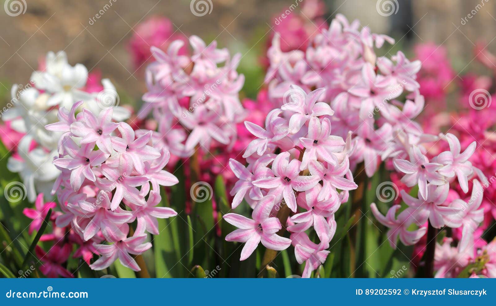 Hyacinths. stock photo. Image of blossom, color, purple 89202592