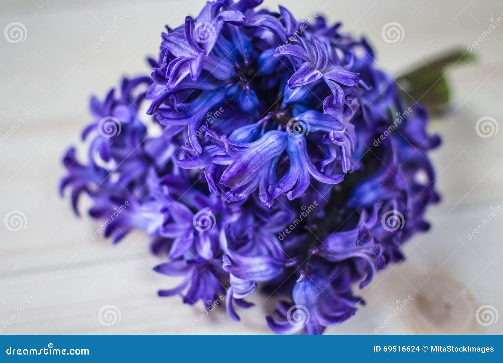 Hyacinths Spring Flower stock photo. Image of blossom - 69516624