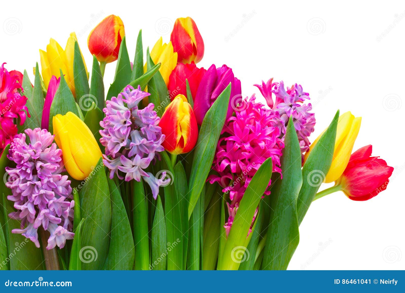 Hyacinths and tulips stock image. Image of green, decoration - 86461041