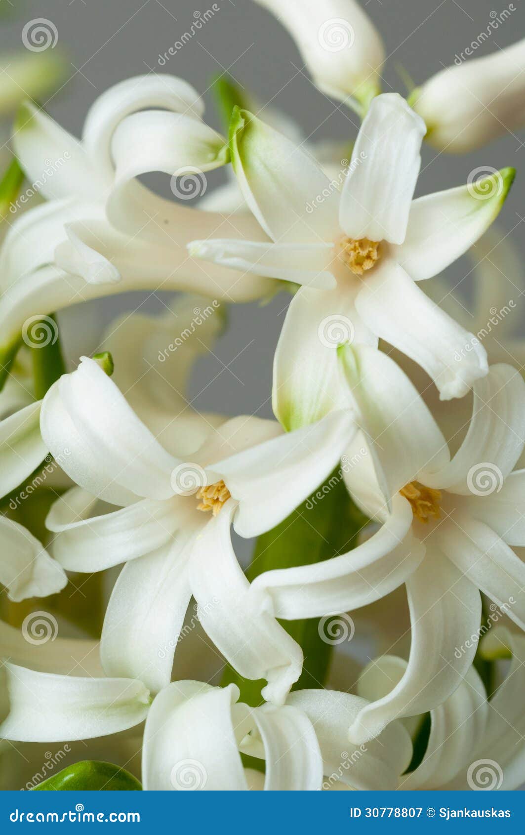 hyacinthus flower blooms