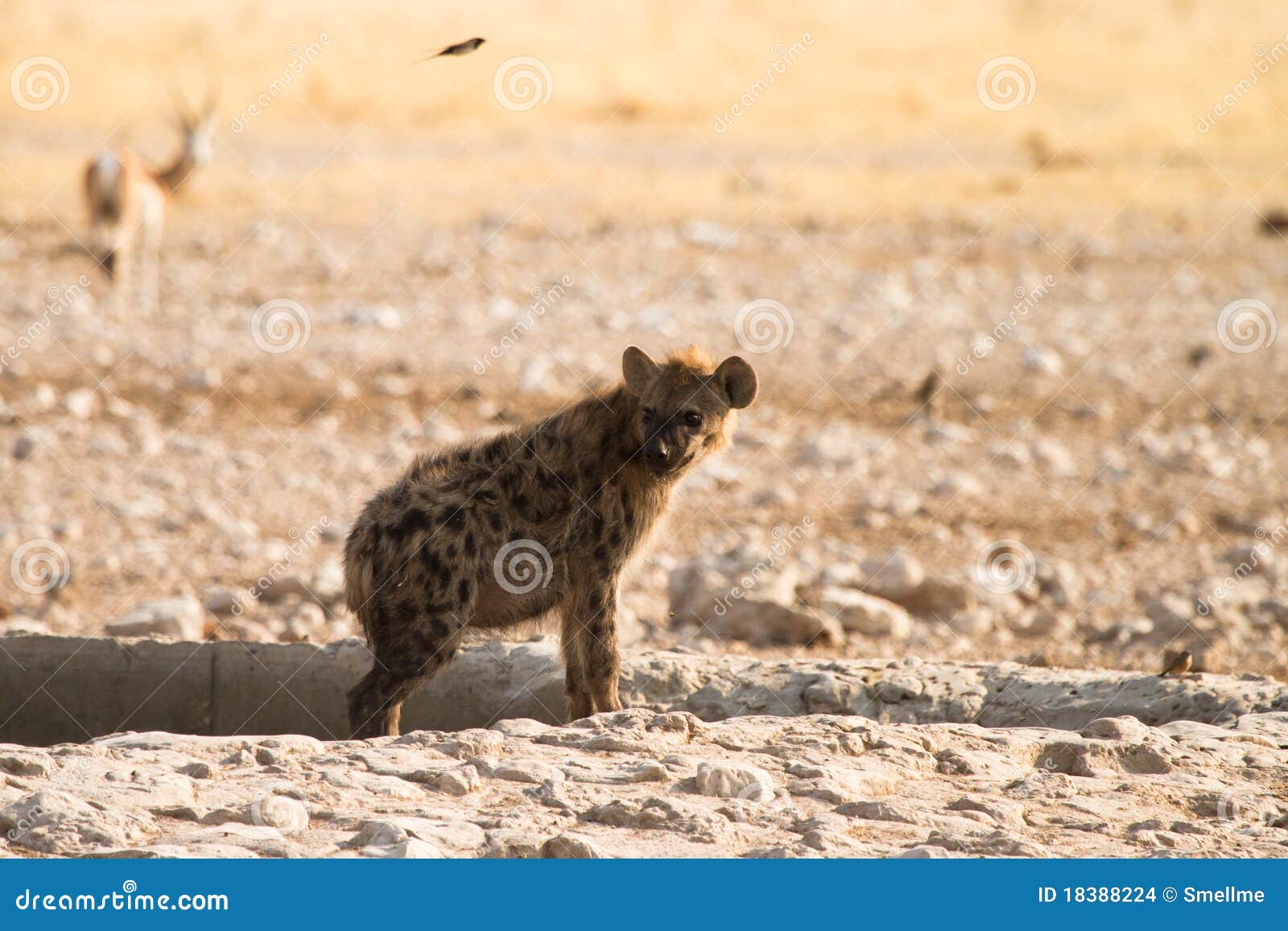 Hyaena stock photo. Image of africa, eating, hyena, meal Biology Diagrams