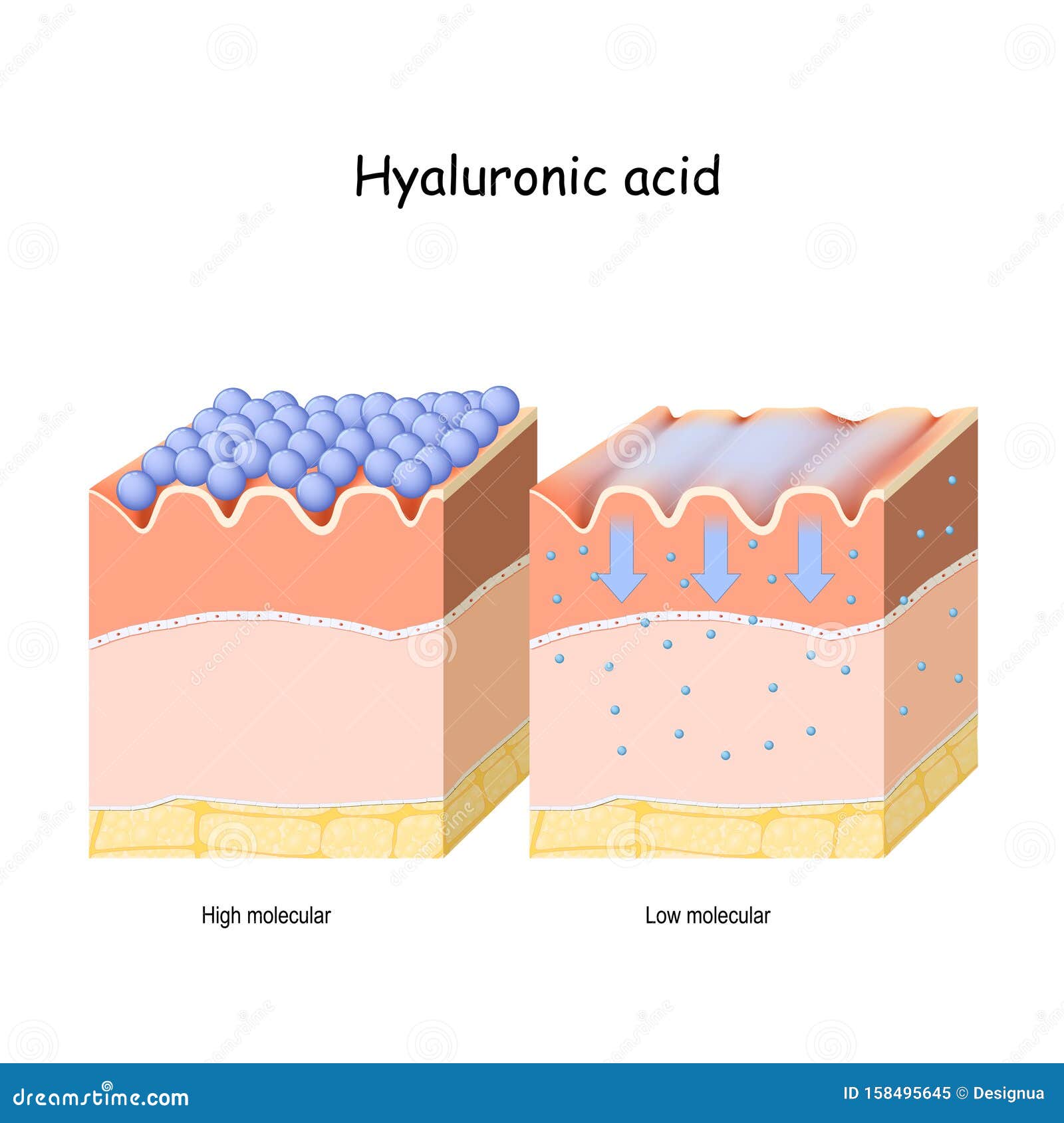 Hyaluronic acid. Hyaluronic acid in skin-care products. Low molecule and High molecular. difference