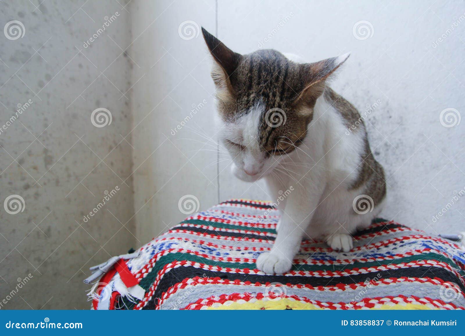 Cat Licking Fur To Clean Themselves Outdoors. Pussy Cat Grooming. Stock  Photo, Picture and Royalty Free Image. Image 62460584.