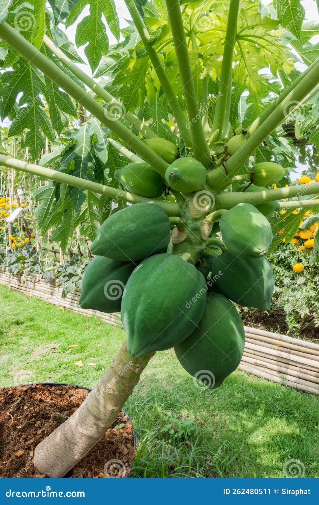 Hybrid Dwarf Papaya Fruits on Tree Stock Image Image of farming