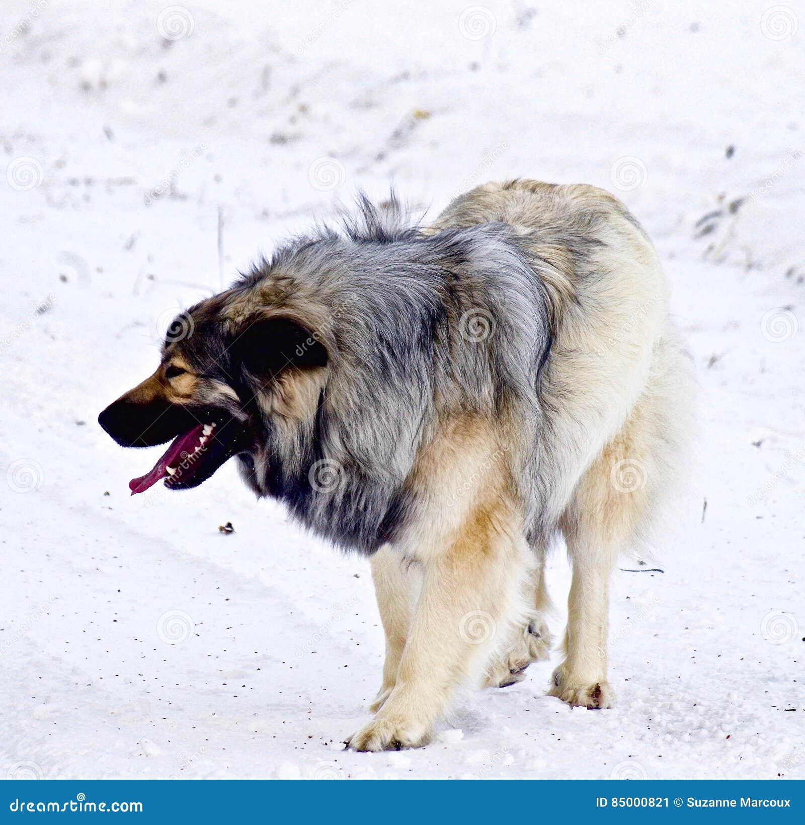 great pyrenees x german shepherd