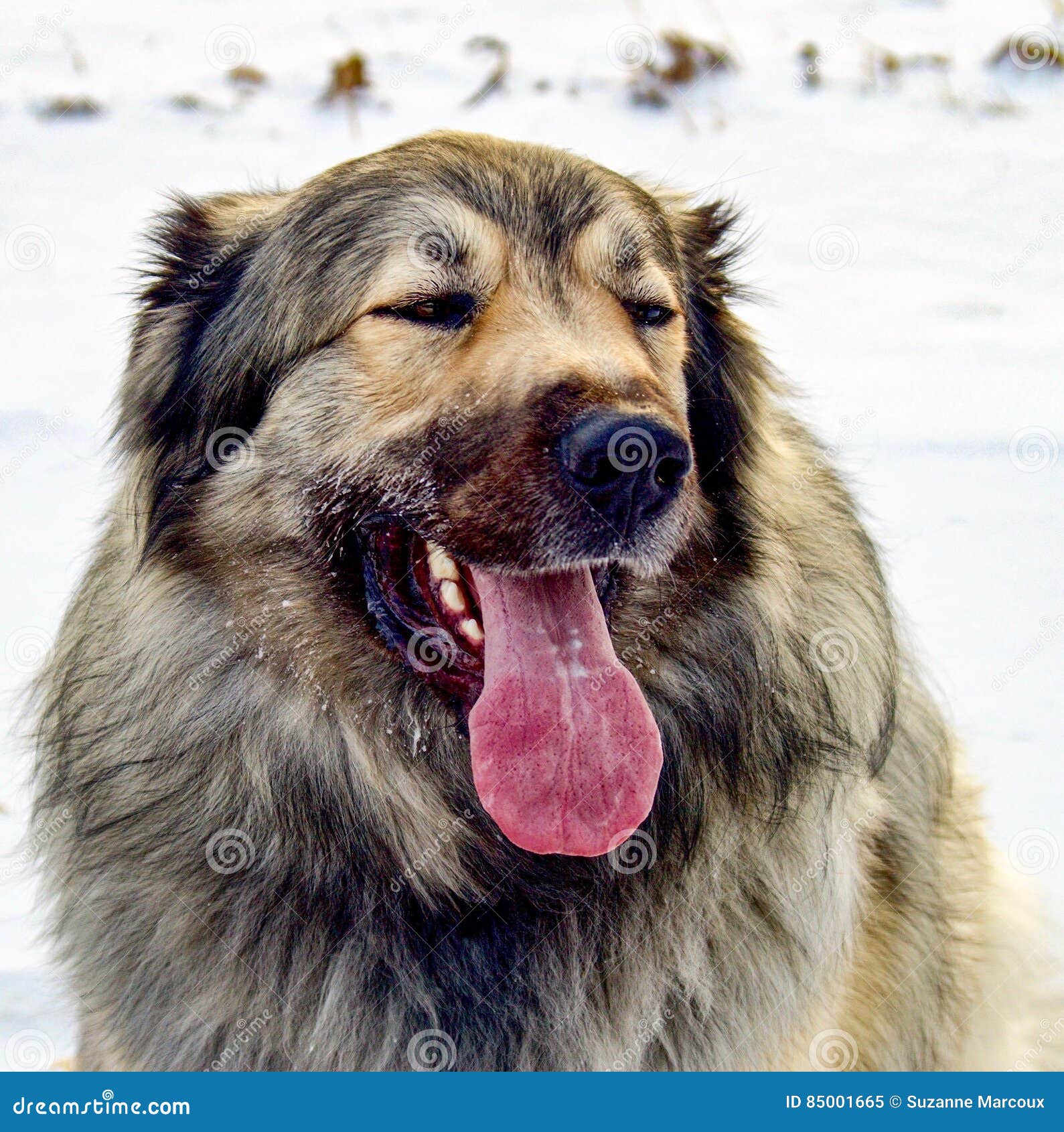 great pyrenees x german shepherd