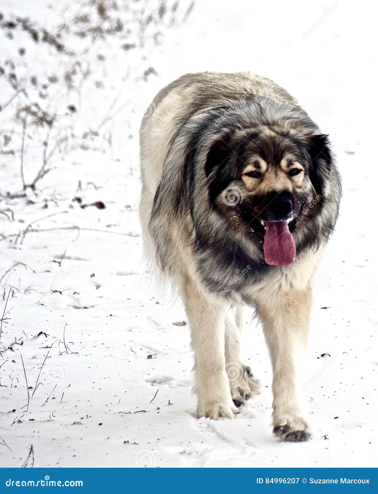 great pyrenees x german shepherd