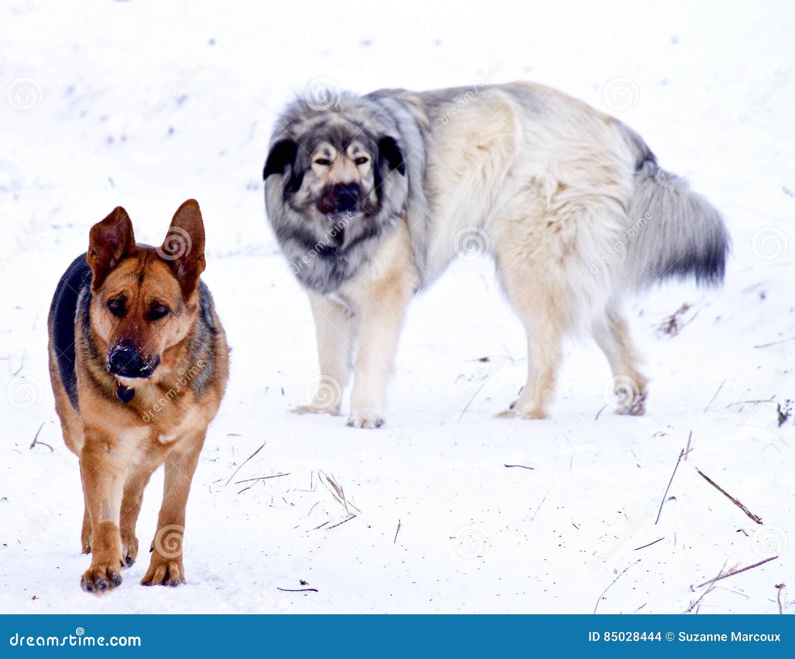 are great pyrenees snow dogs