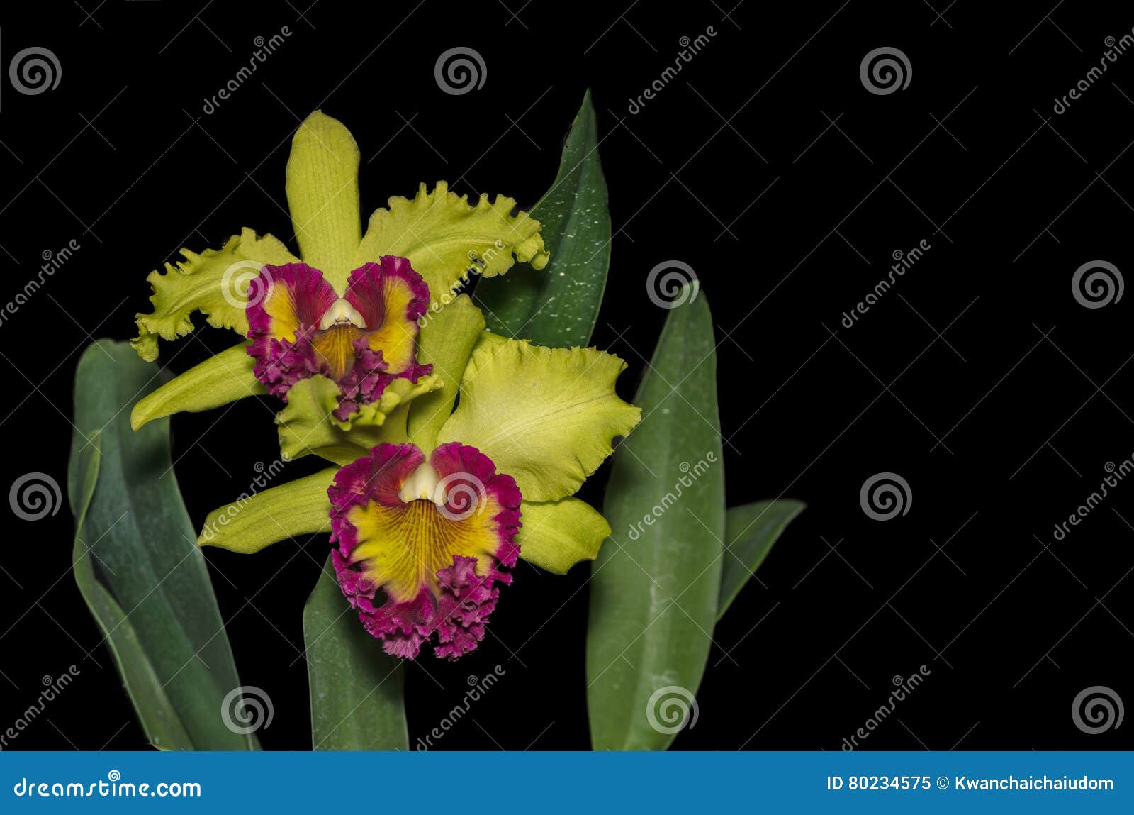 Hybrid Green Cattleya Orchid Flower Isolated on Black Stock Image - Image  of flower, black: 80234575