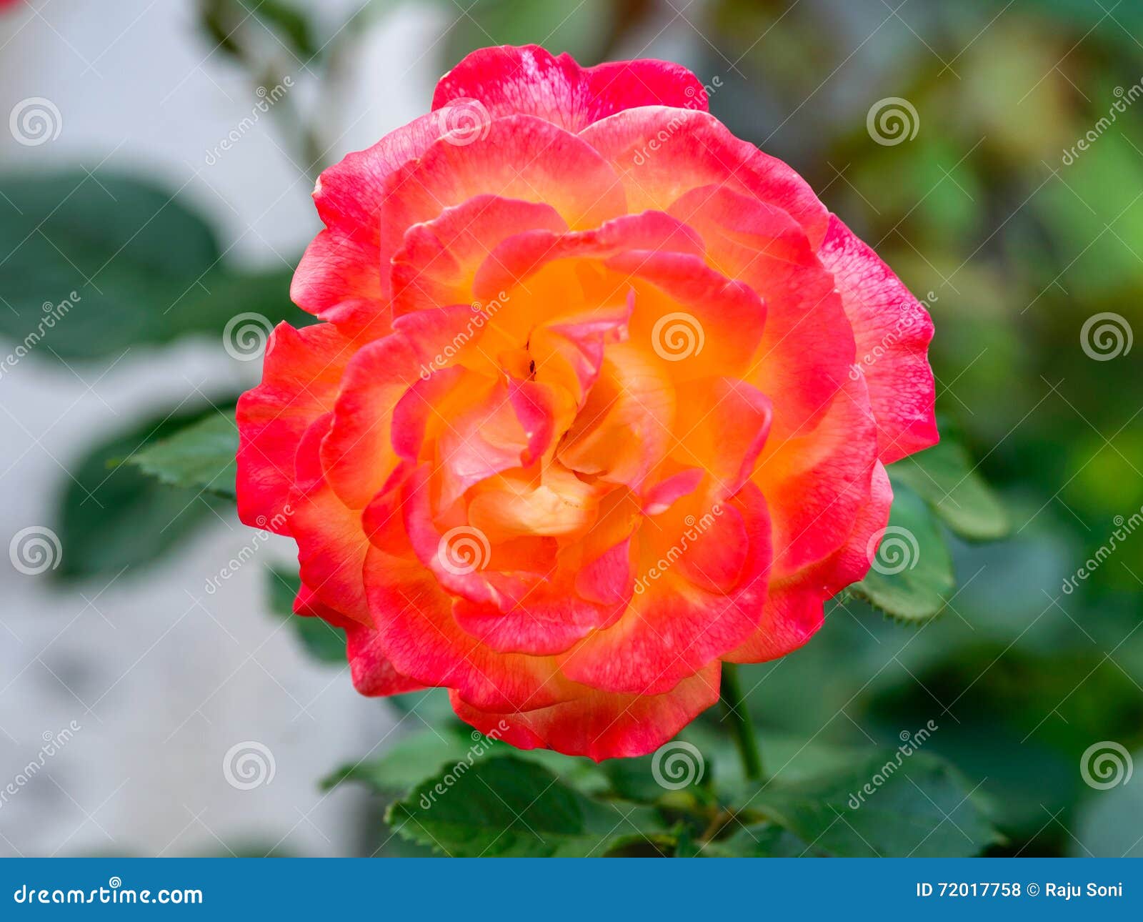 Hybrid Tea Rose Bella Roma Stock Photo - Image of asia, england: 72017758