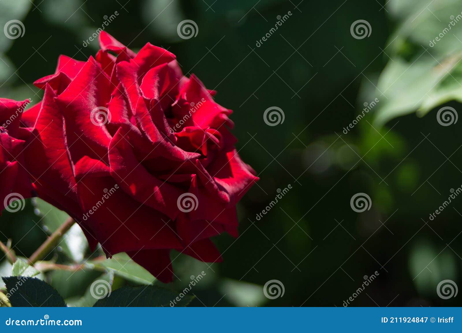 Black & Red Tinted Roses