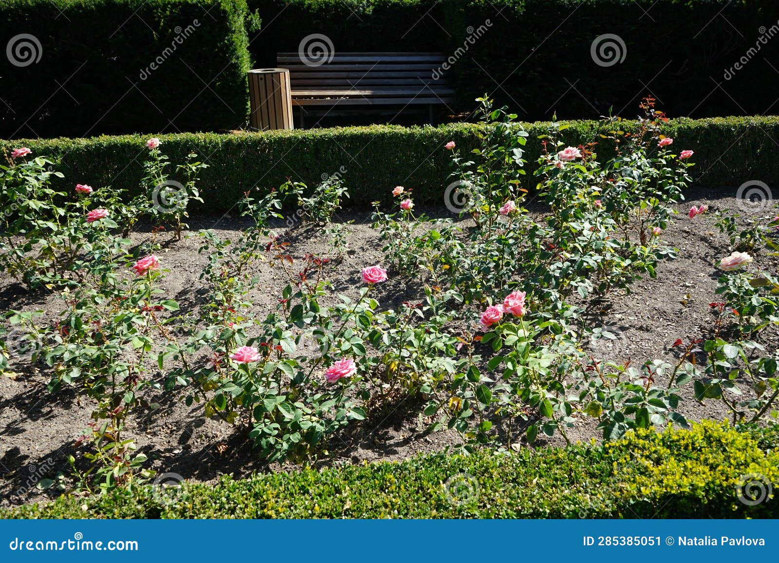 hybrid tea rose, rosa 'mondiale', blooms with subtle salmon pink flowers in july in the park. berlin, germany