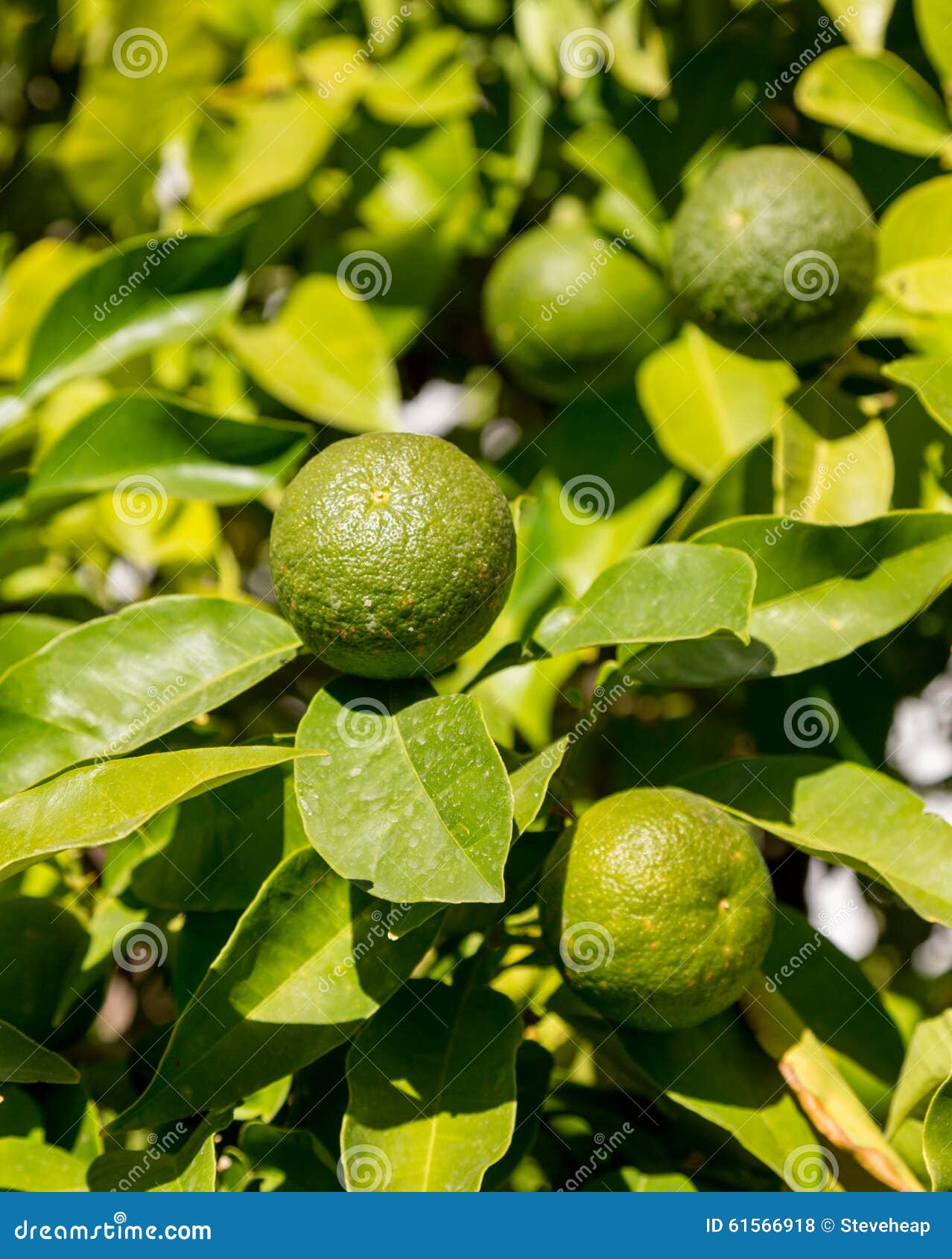 Hybrid Tree Growing Oranges and Lemons Stock Photo Image of spain