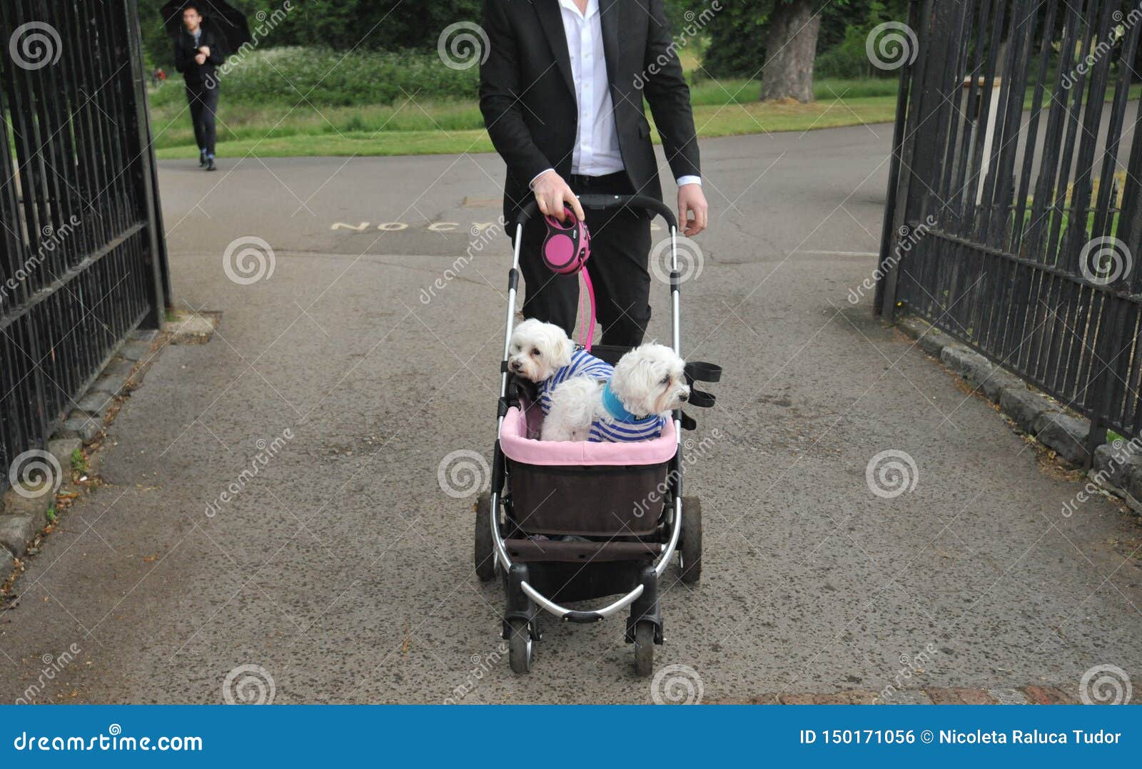 Man Walking Dogs In A Stroller In Hyde Park , London