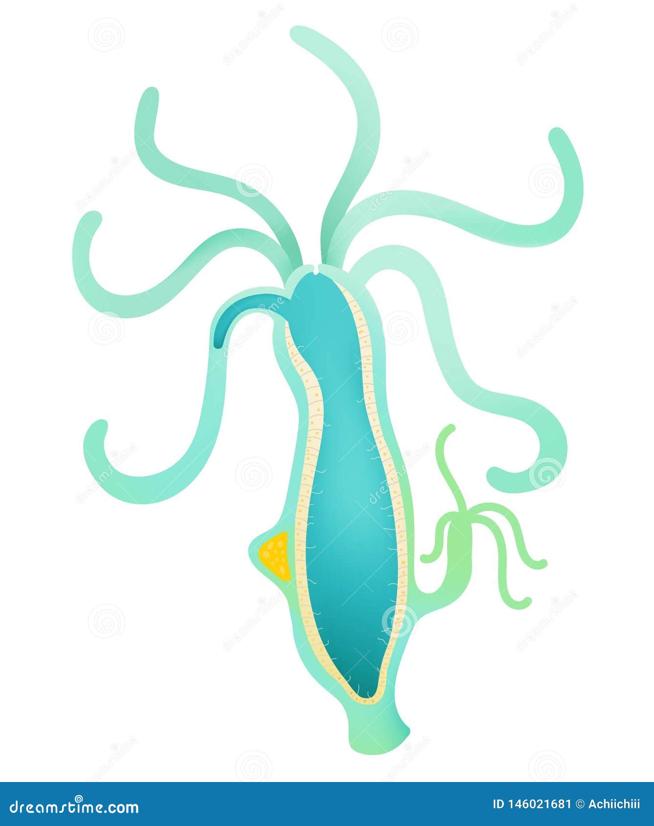 Hydra of Anatomy stock illustration. Illustration of diagram - 146021681