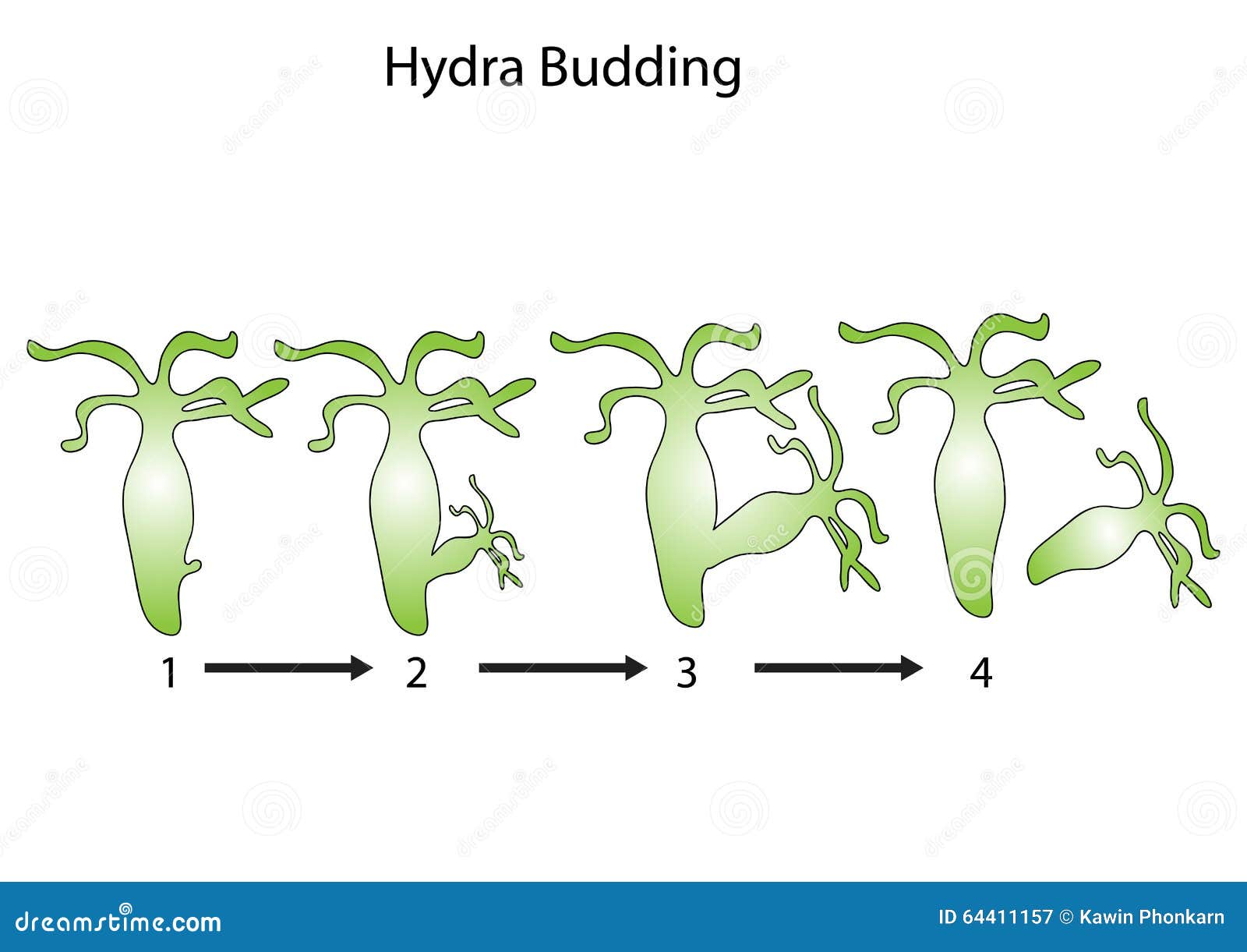 Structure of Hydra. stock vector. Illustration of contour - 162611403