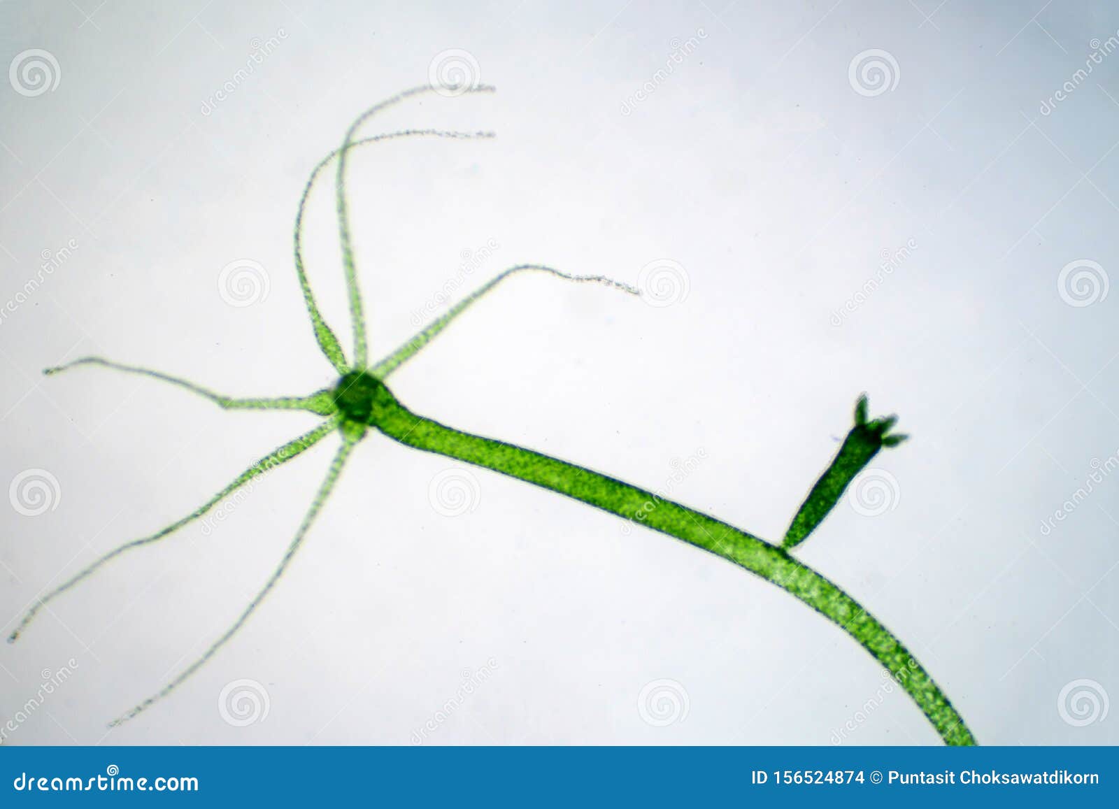 Hydra is a Genus of Small, Fresh-water Animals of Phylum Cnidaria and Class  Hydrozoa Stock Photo - Image of organism, microbiology: 156524874
