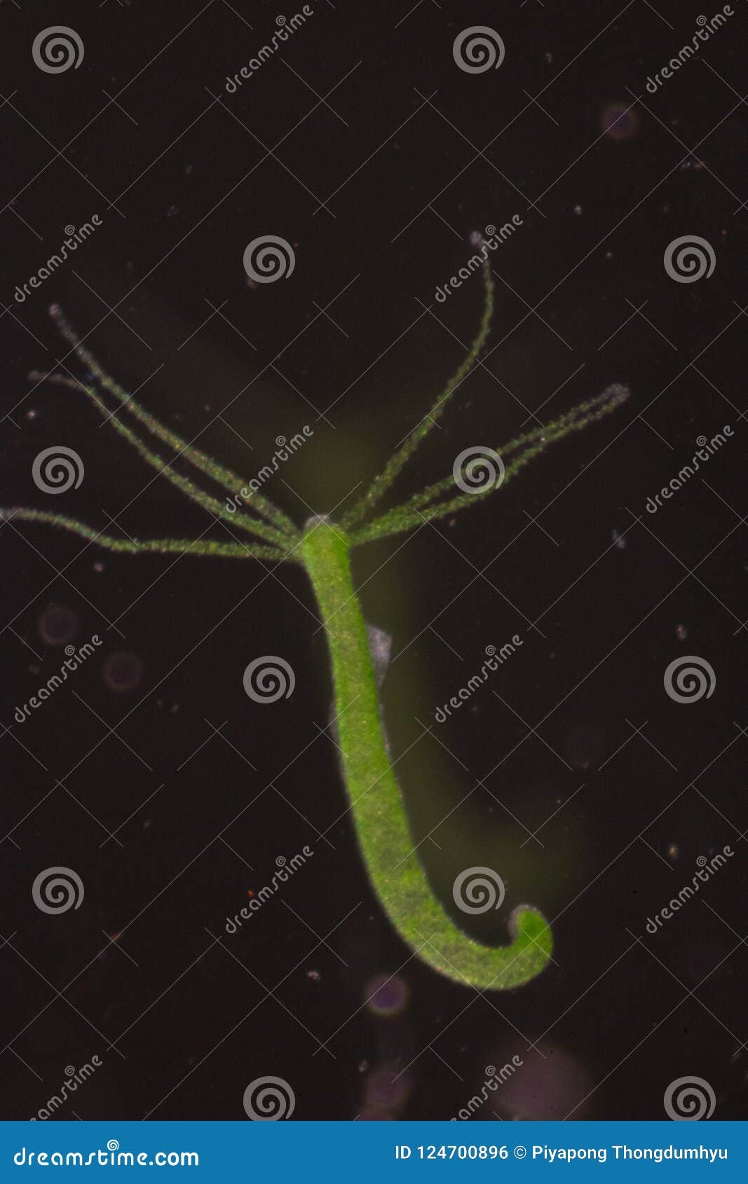 hydra is a genus of small, fresh-water animals of the phylum cnidaria and class hydrozoa.