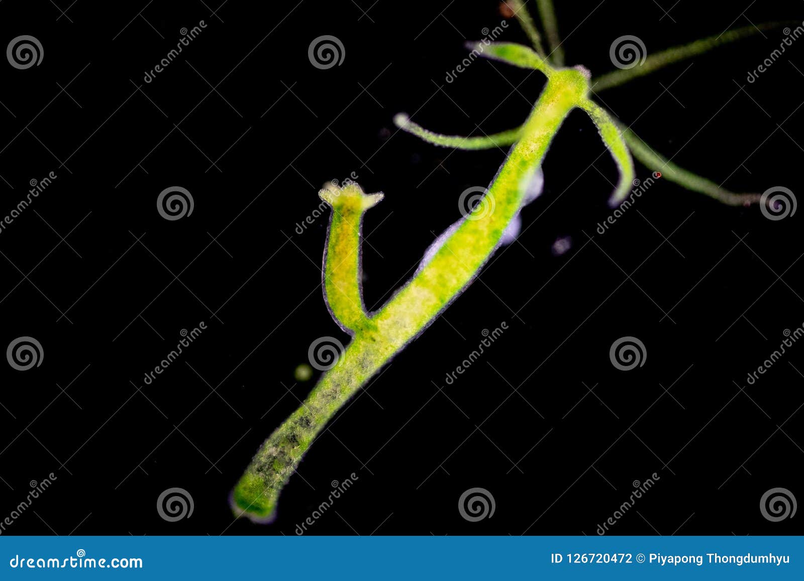Hydra is a Genus of Small, Fresh-water Animals of the Phylum Cnidaria and  Class Hydrozoa. Stock Photo - Image of background, animals: 126720472