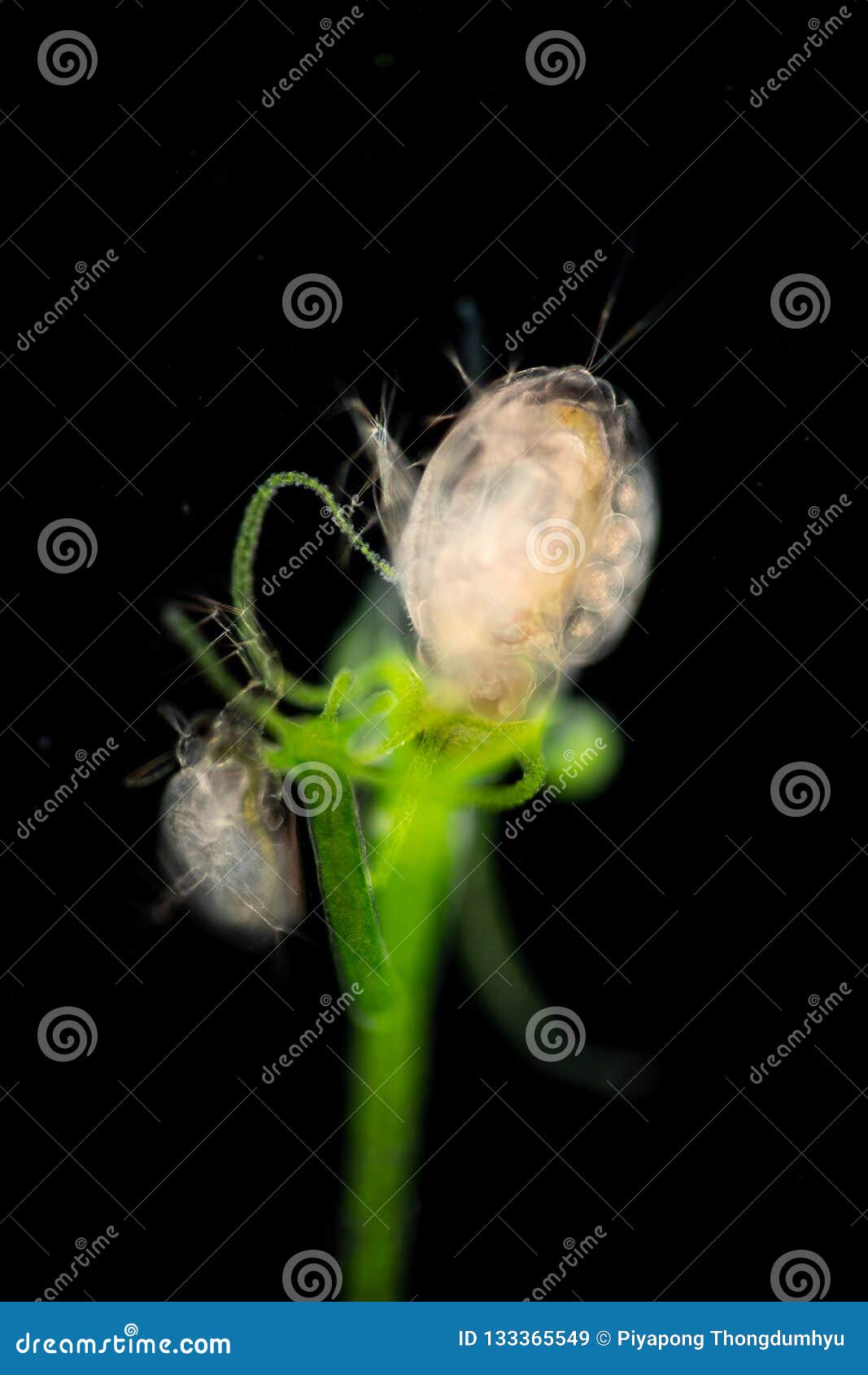 Hydra is a Genus of Small, Fresh-water Animals of the Phylum Cnidaria and Class Hydrozoa Under the Microscope. Stock Image - Image of animals, disc: 133365549 Hydra is a Genus of Small, Fresh-water Animals of the Phylum Cnidaria and Class Hydrozoa Under the Microscope. Stock Image - Image of animals, disc: 133365549