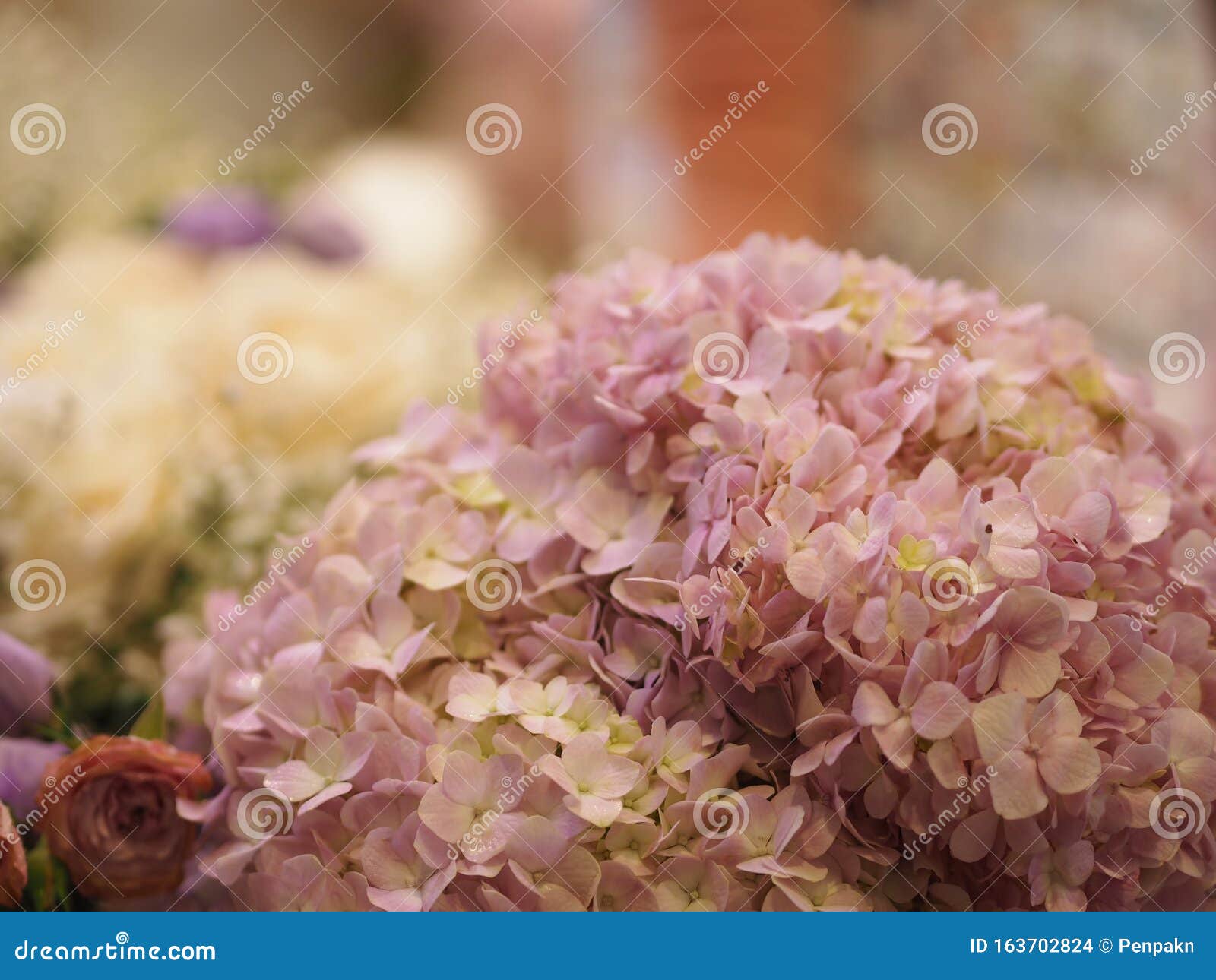 Hydrangea Or Ajisai Pink Flower On Blurred Of Nature Background Stock Photo Image Of Blooming Fragility
