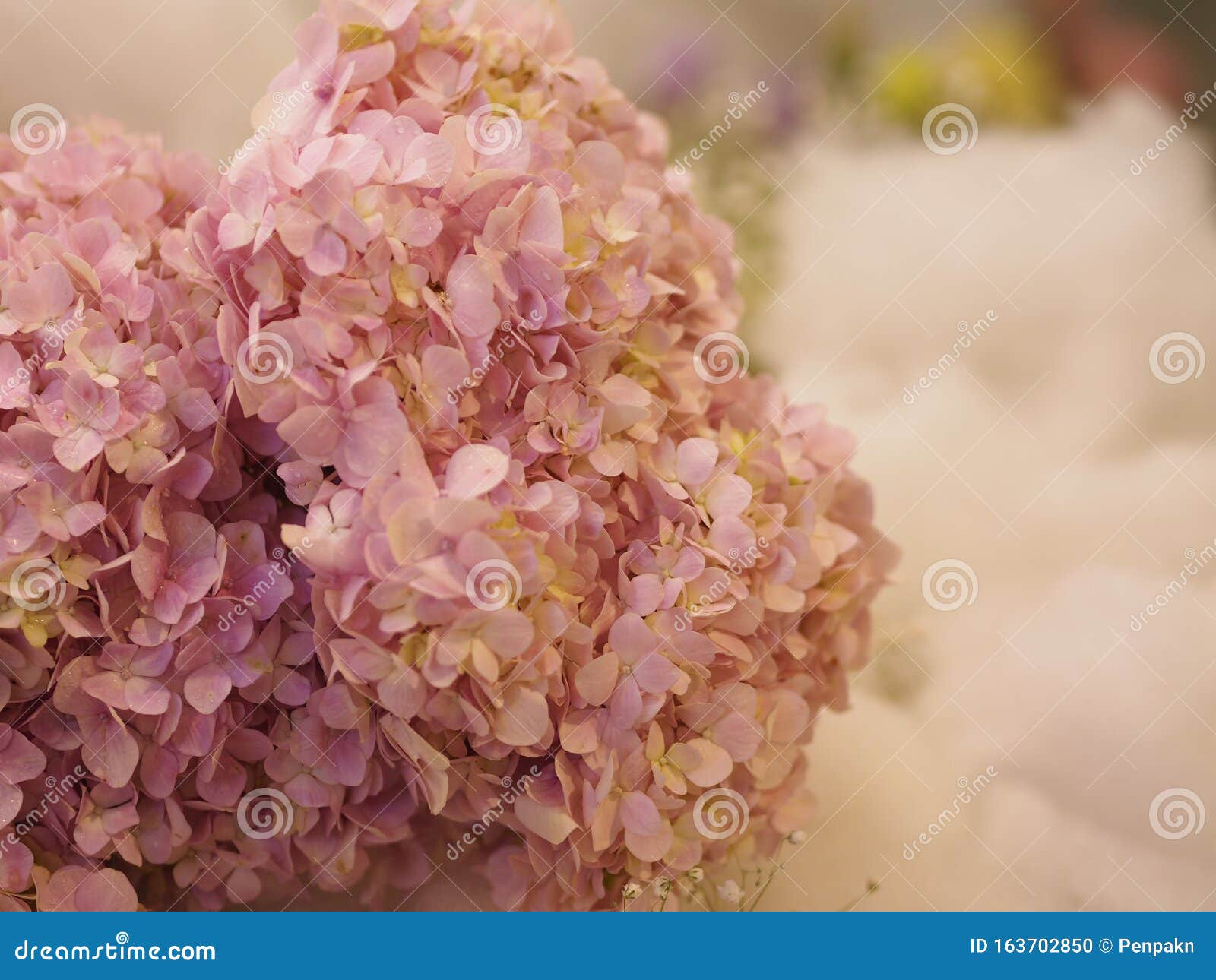 Hydrangea Or Ajisai Pink Flower On Blurred Of Nature Background Stock Photo Image Of Bouquet Agriculture