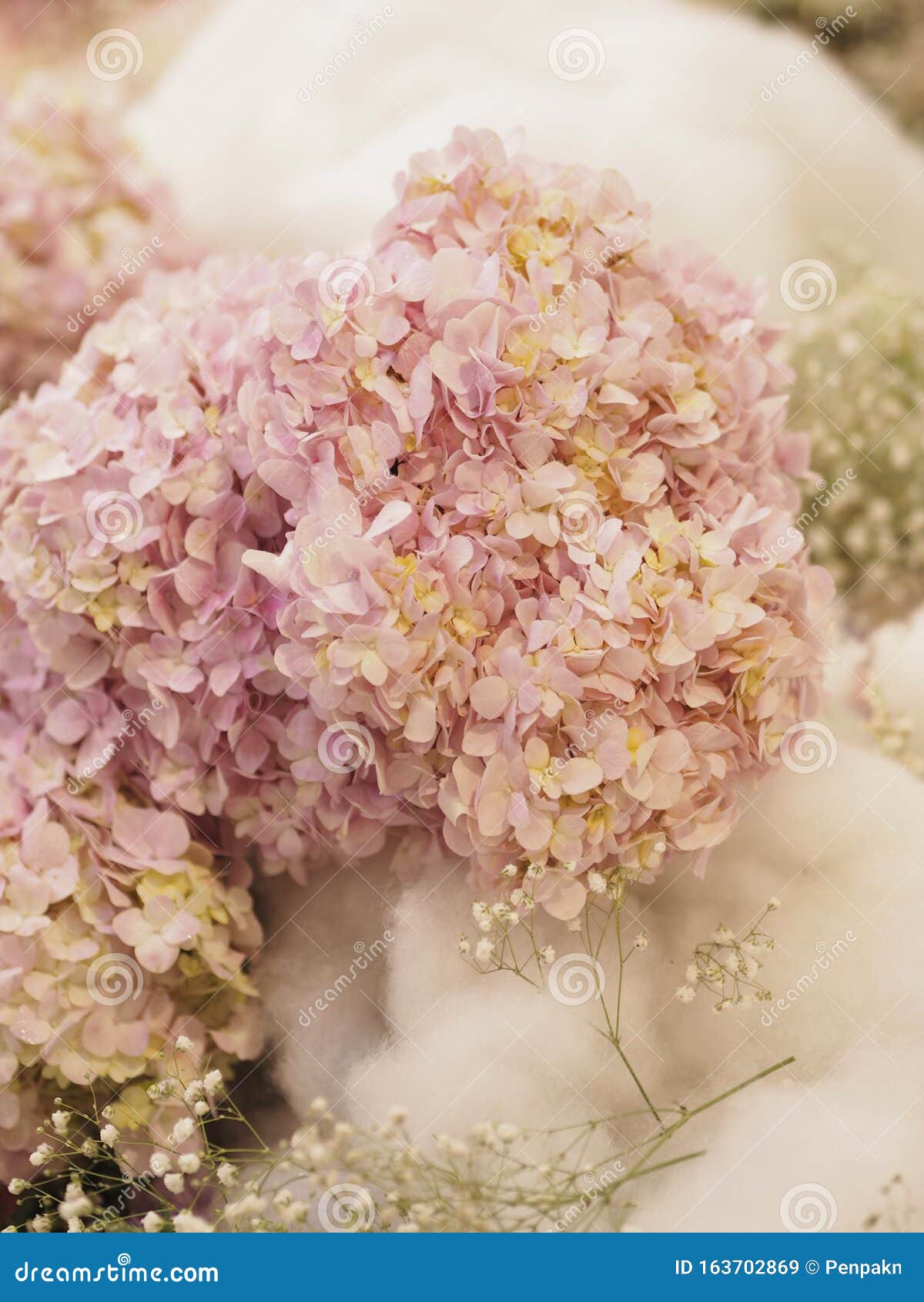 Hydrangea Or Ajisai Pink Flower On Blurred Of Nature Background Stock Image Image Of Botany Closeup