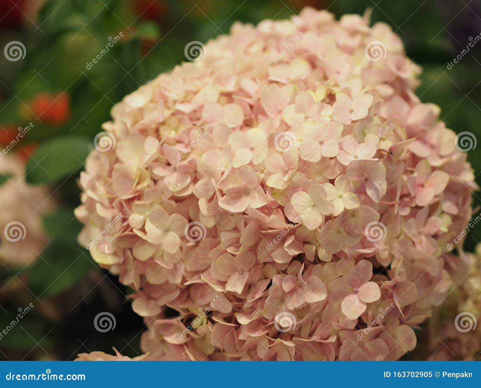 Hydrangea Or Ajisai Pink Flower On Blurred Of Nature Background Stock Image Image Of Bunch Branch