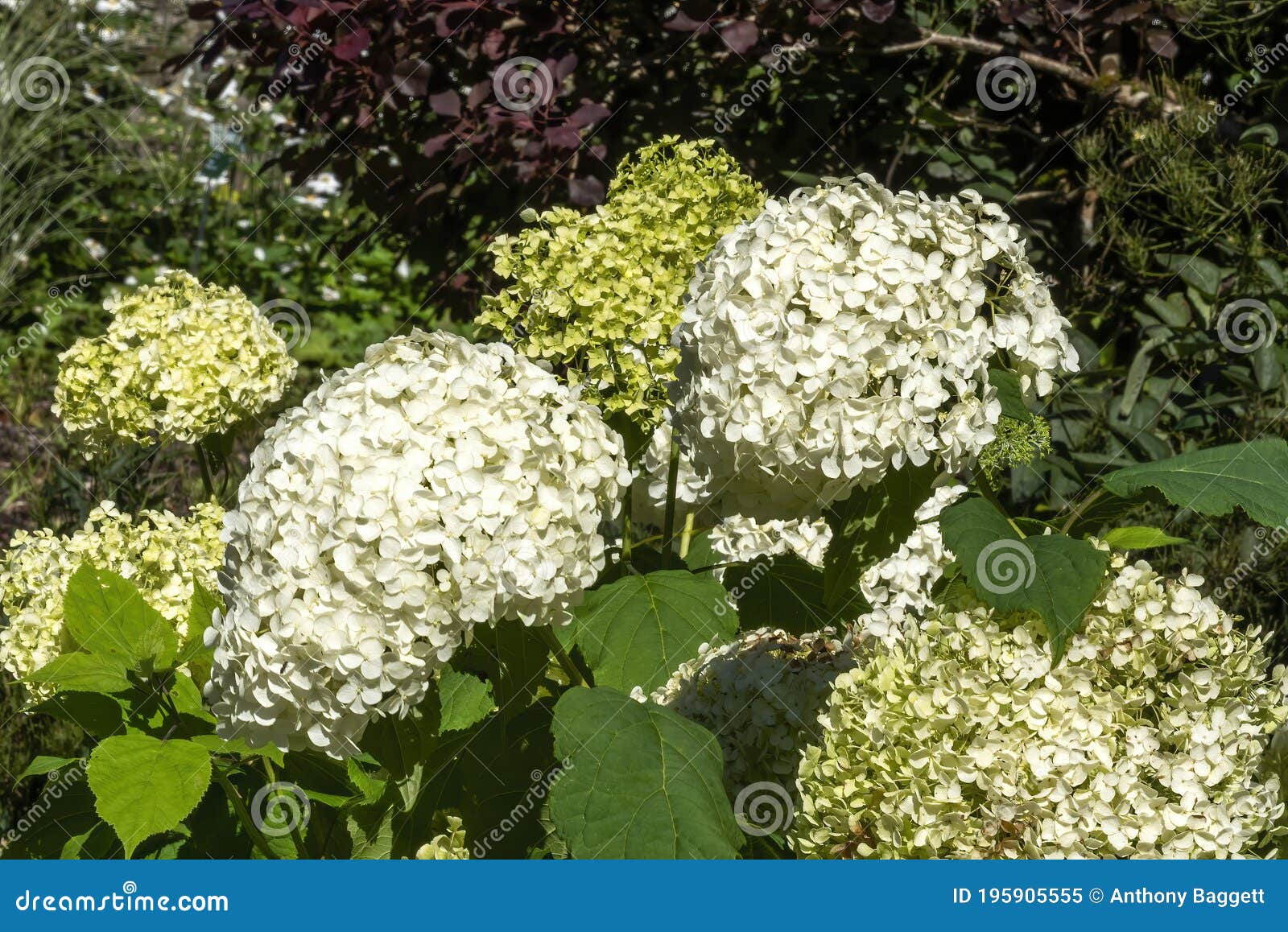 hydrangea arborescens `annabelle