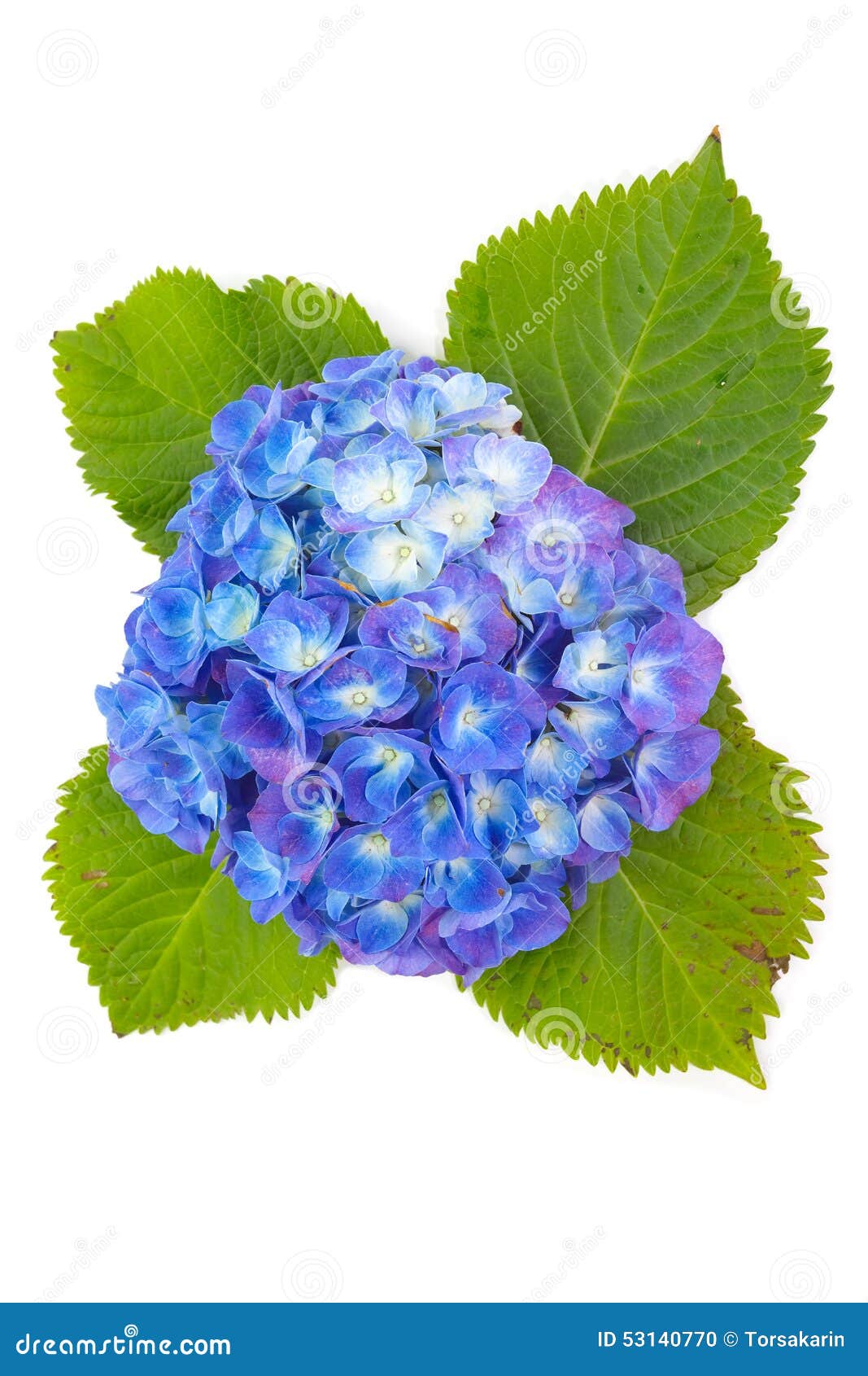 Hydrangea stock photo. Image of floral, bush, blue, garden - 53140770