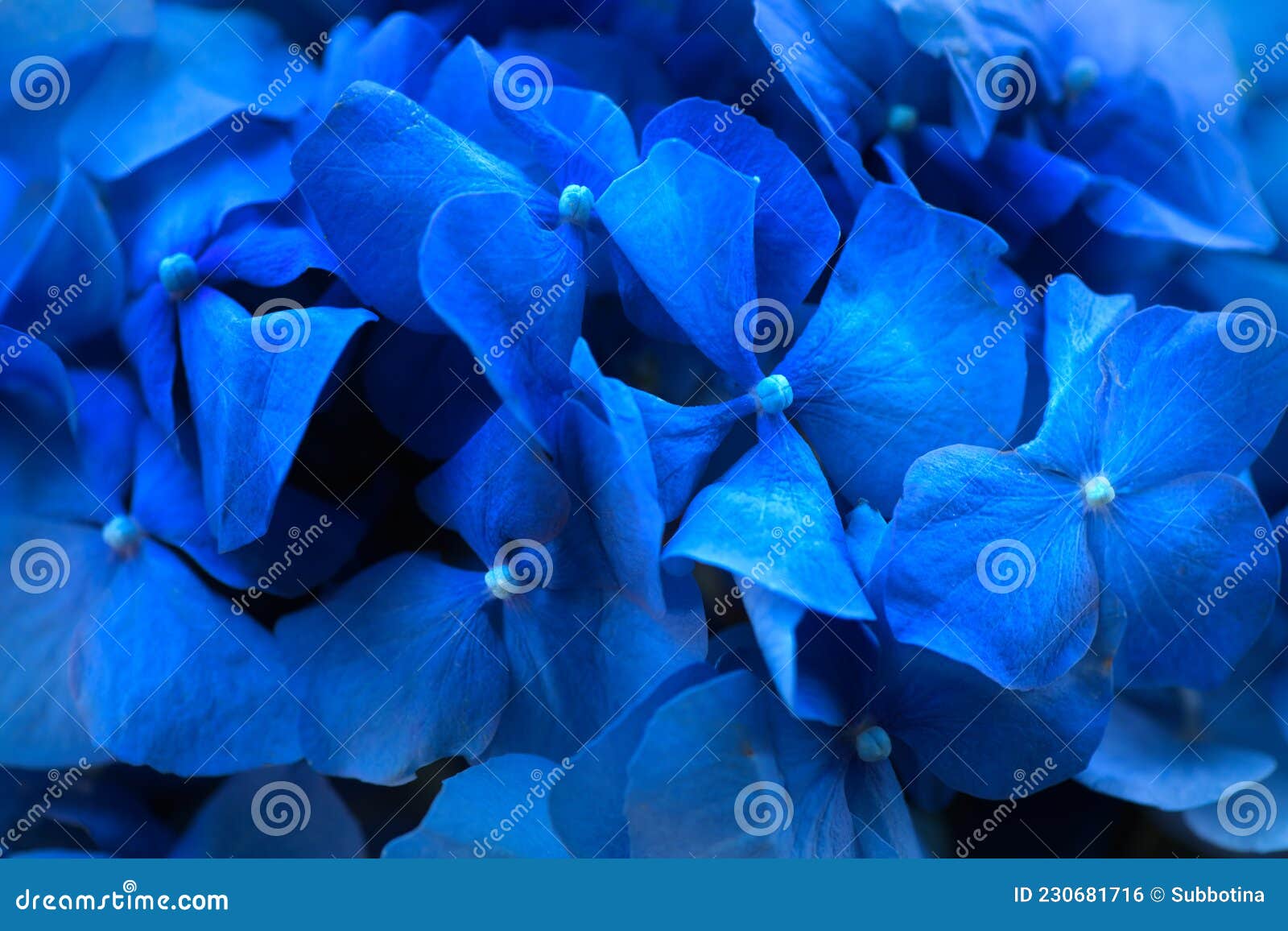 Hydrangea Blue Flower Closeup. Beautiful Soft Colors Hortensia Art ...