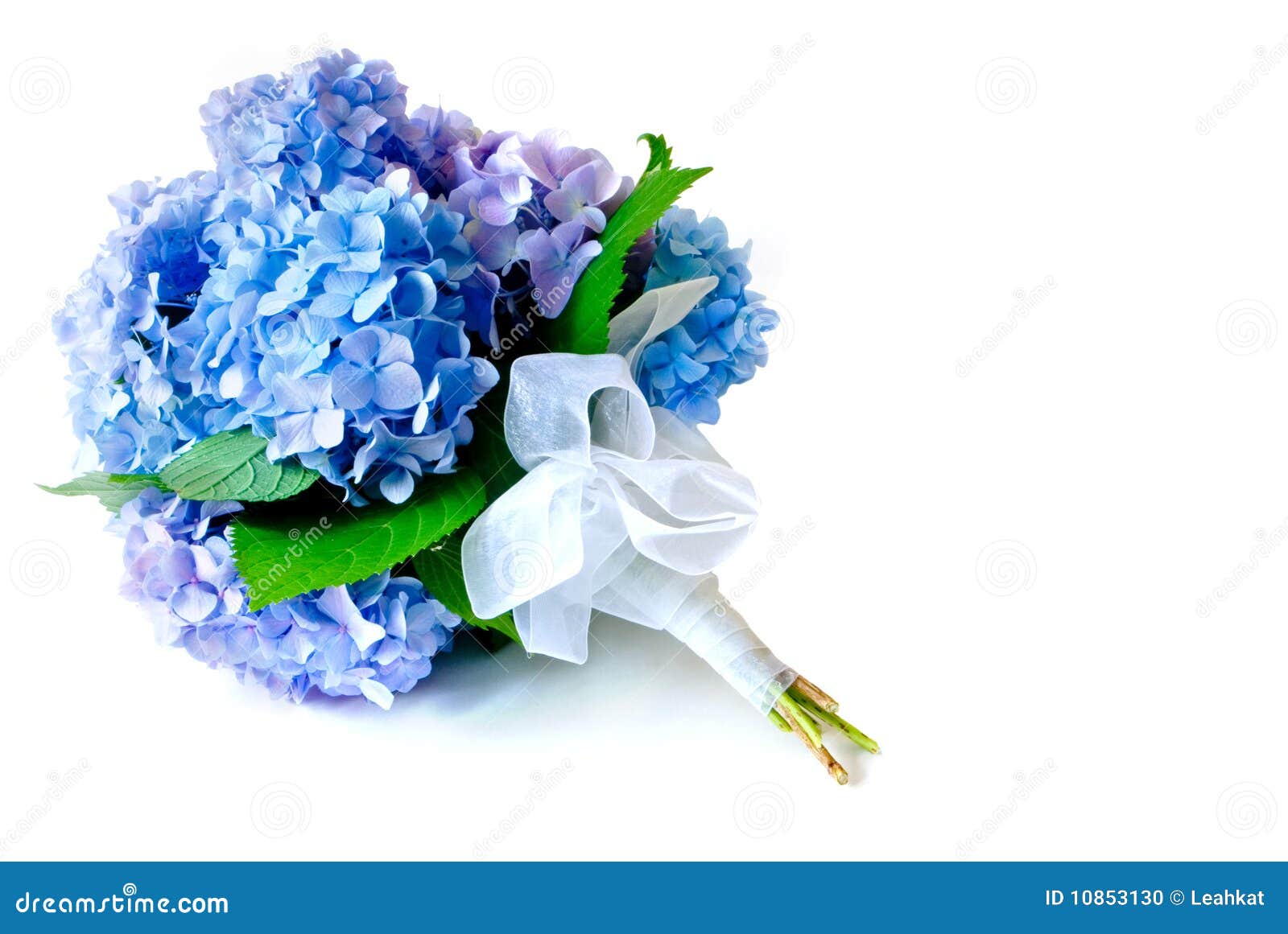Bouquet of blue hydrangea flowers isolated on white.