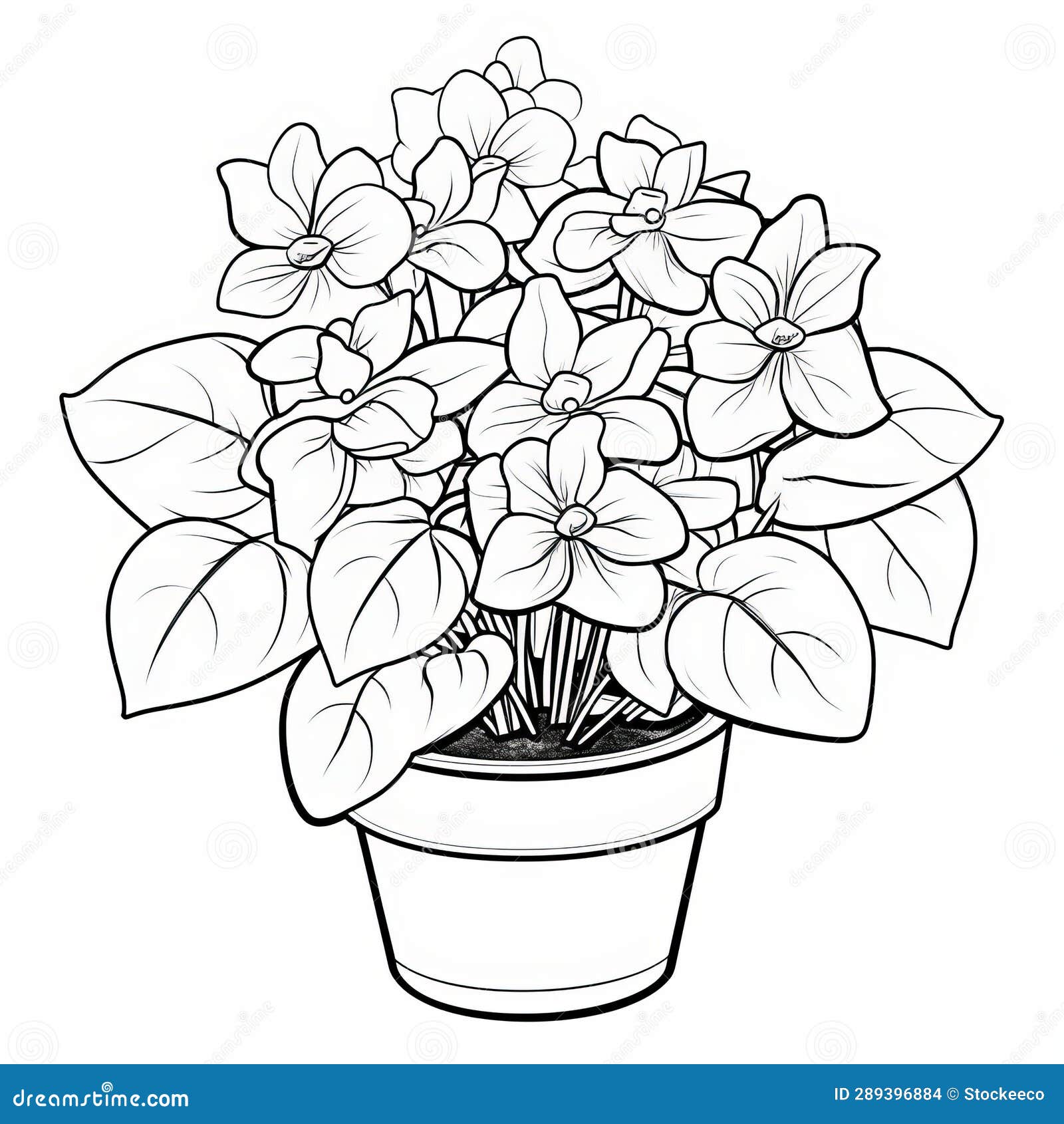 Hydrangea Coloring Page for Children: Haworthia Fasciata Plant in ...