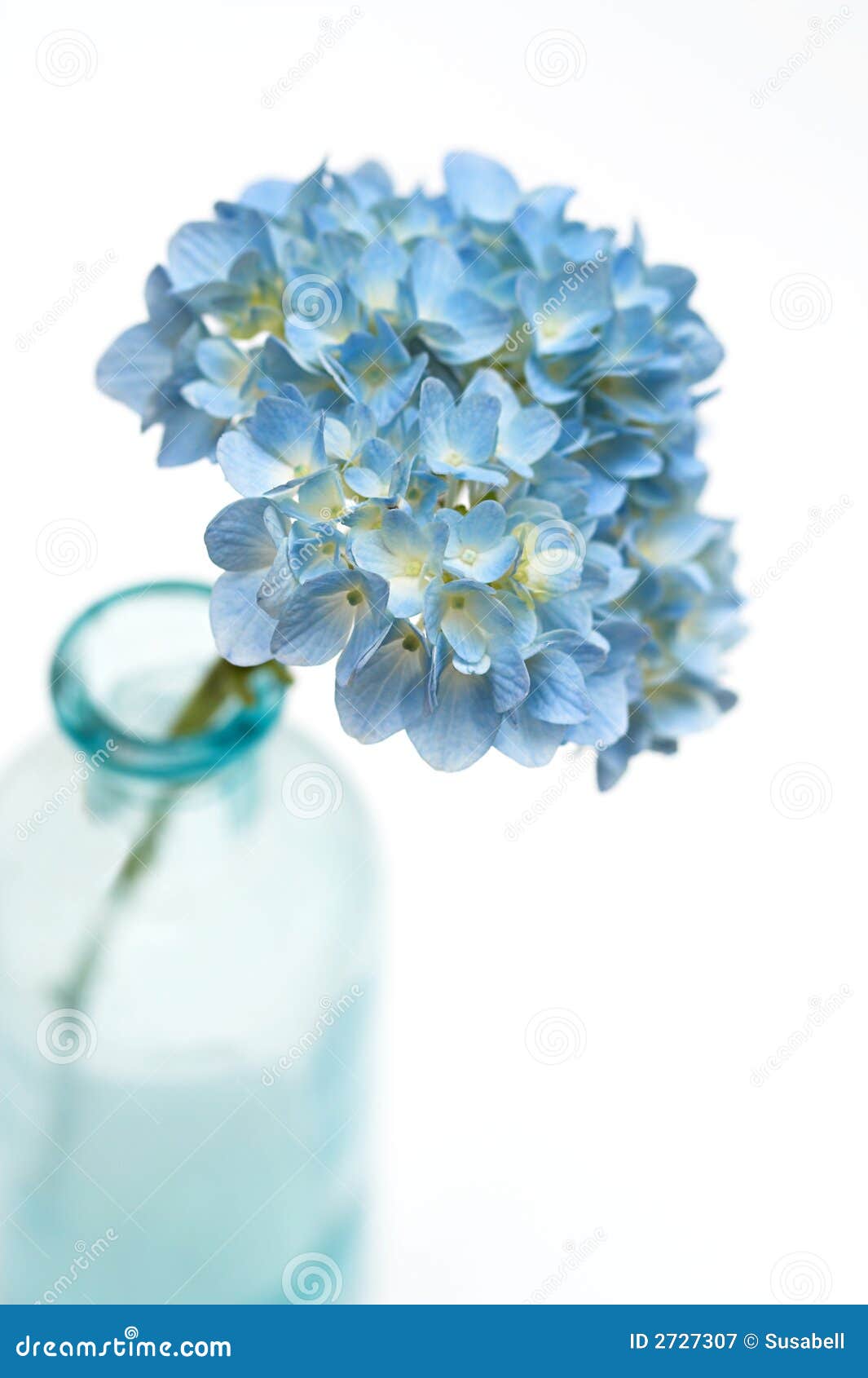 free clip art hydrangea flowers - photo #15