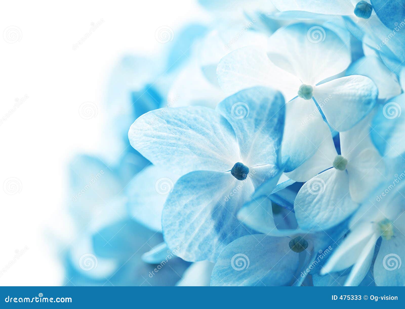 Hydrangea Flowers Background Stock Image - Image of pure, details: 475333