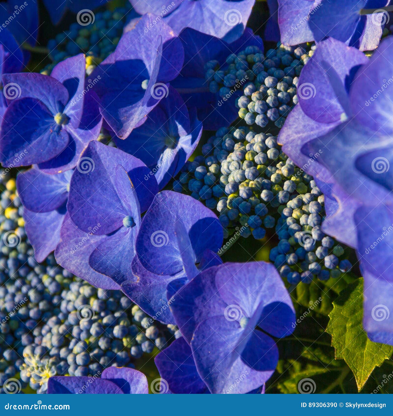 Beautiful blue color hydrangea flowers macro photo