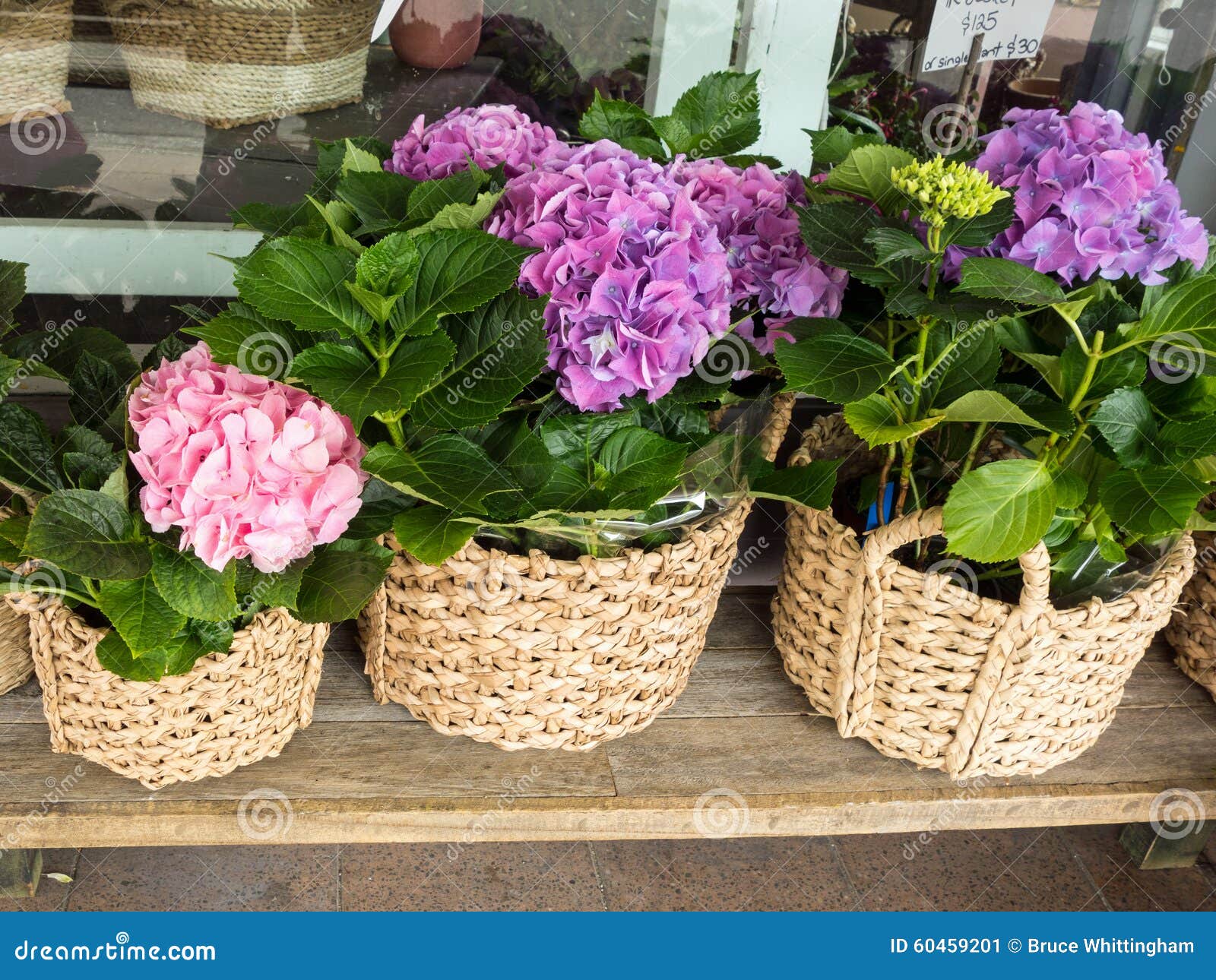 39+ Hydrangea Flower Shop Pics