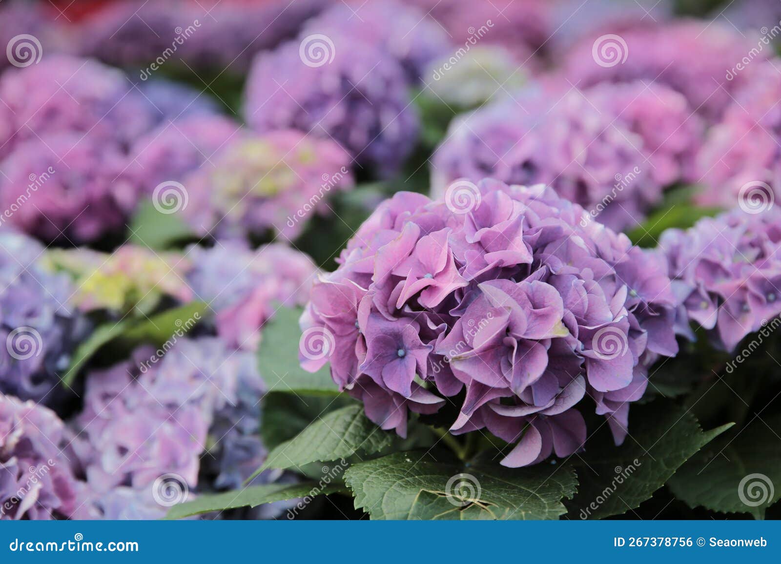 Hydrangea in the Garden, Hydrangea Flowers are Bloom in June Stock Photo Image of summer