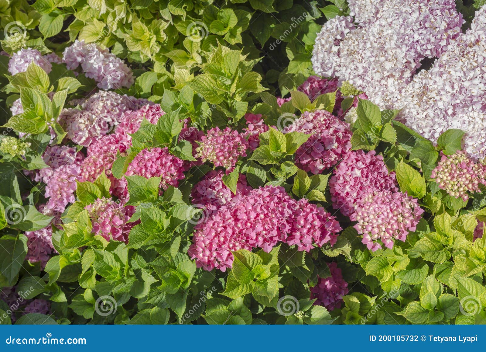 The Hydrangea Grows Closeup on a Flower Bed Stock Photo Image of