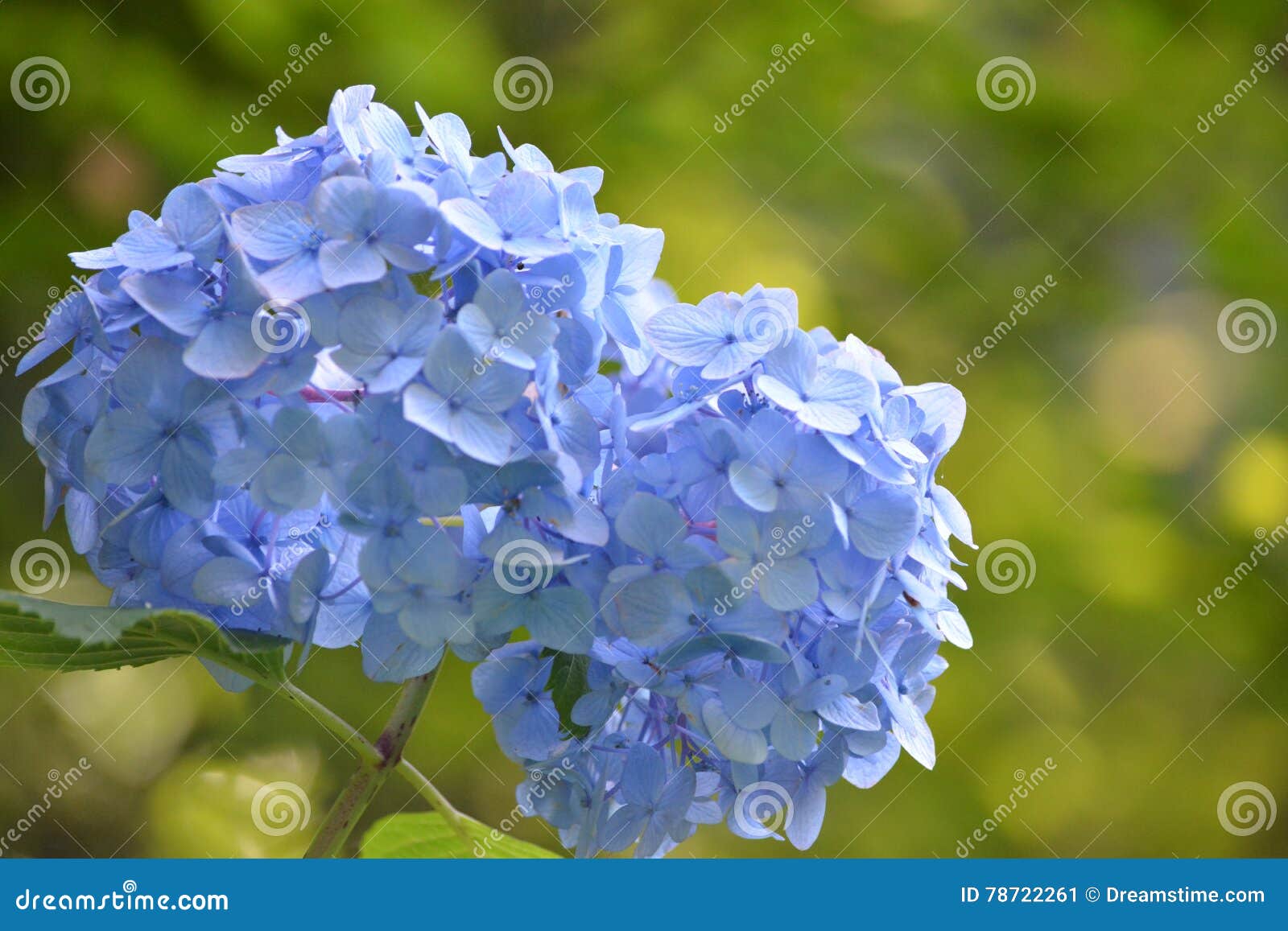 Hydrangea Japan Stock Image Image Of Flower Kamakura