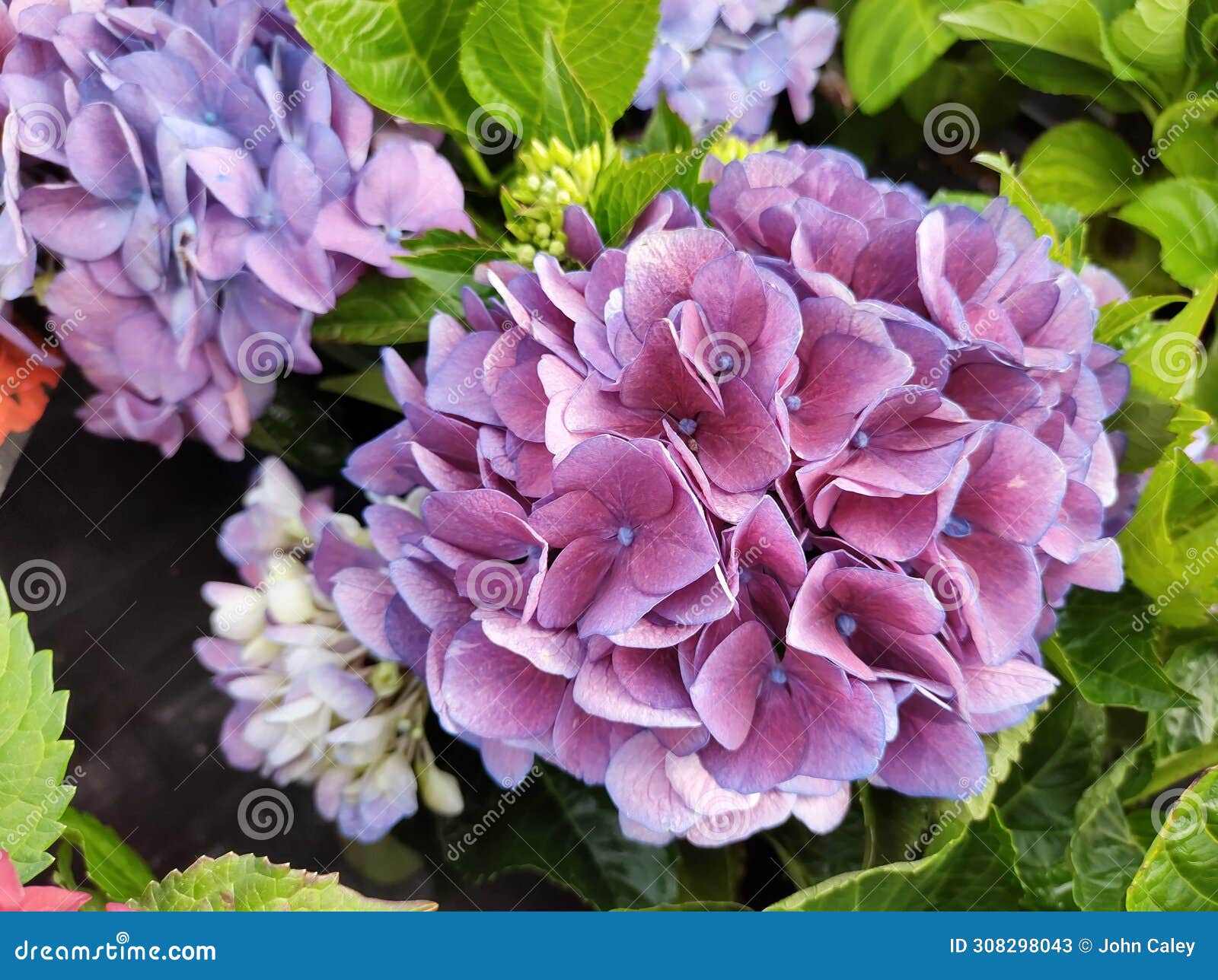 hydrangea macrophylla 'amor'